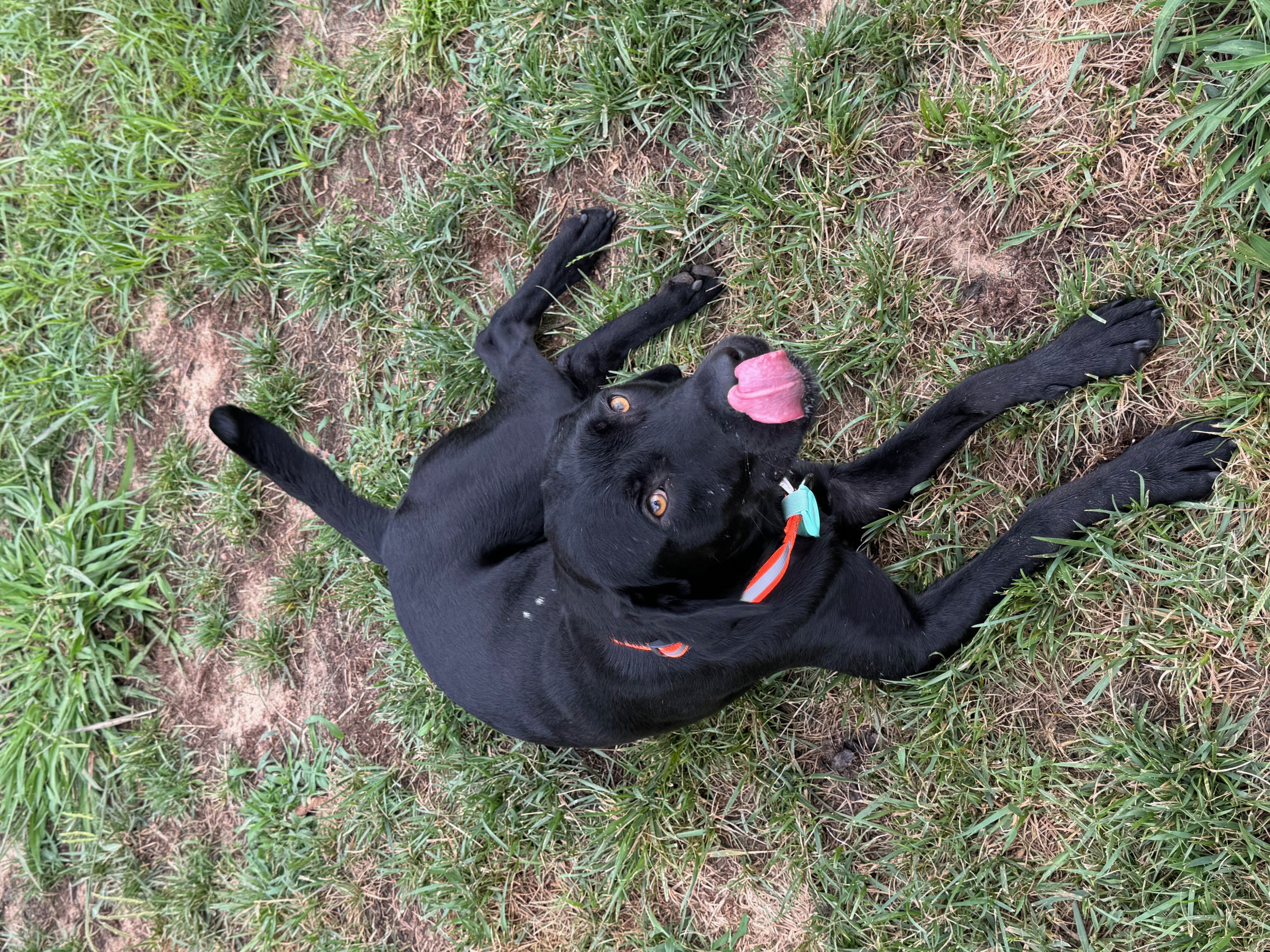 Swayze, a Adopted mixed breed in Kannapolis, NC image 2/5