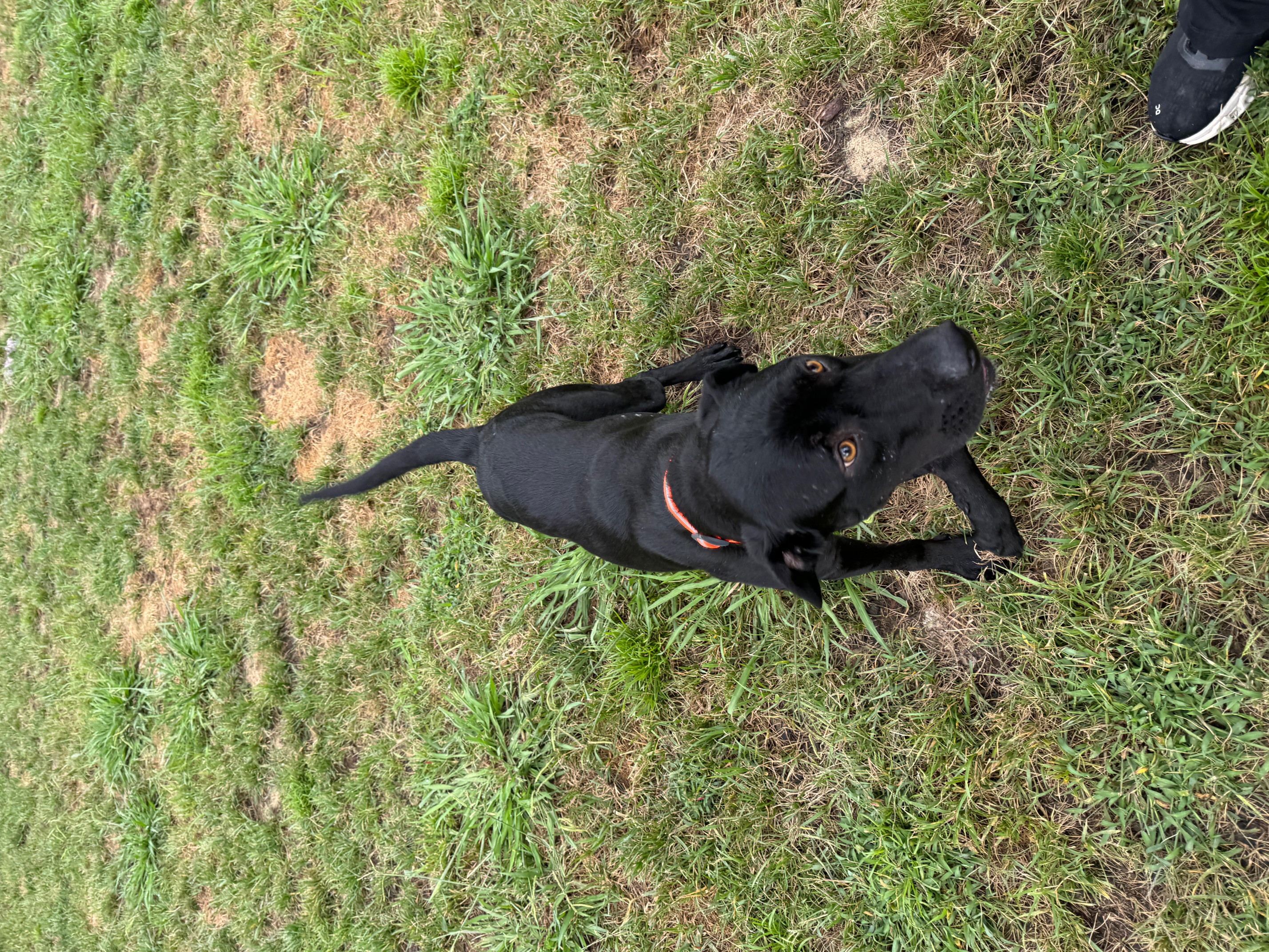 Swayze, a Adopted mixed breed in Kannapolis, NC image 3/5