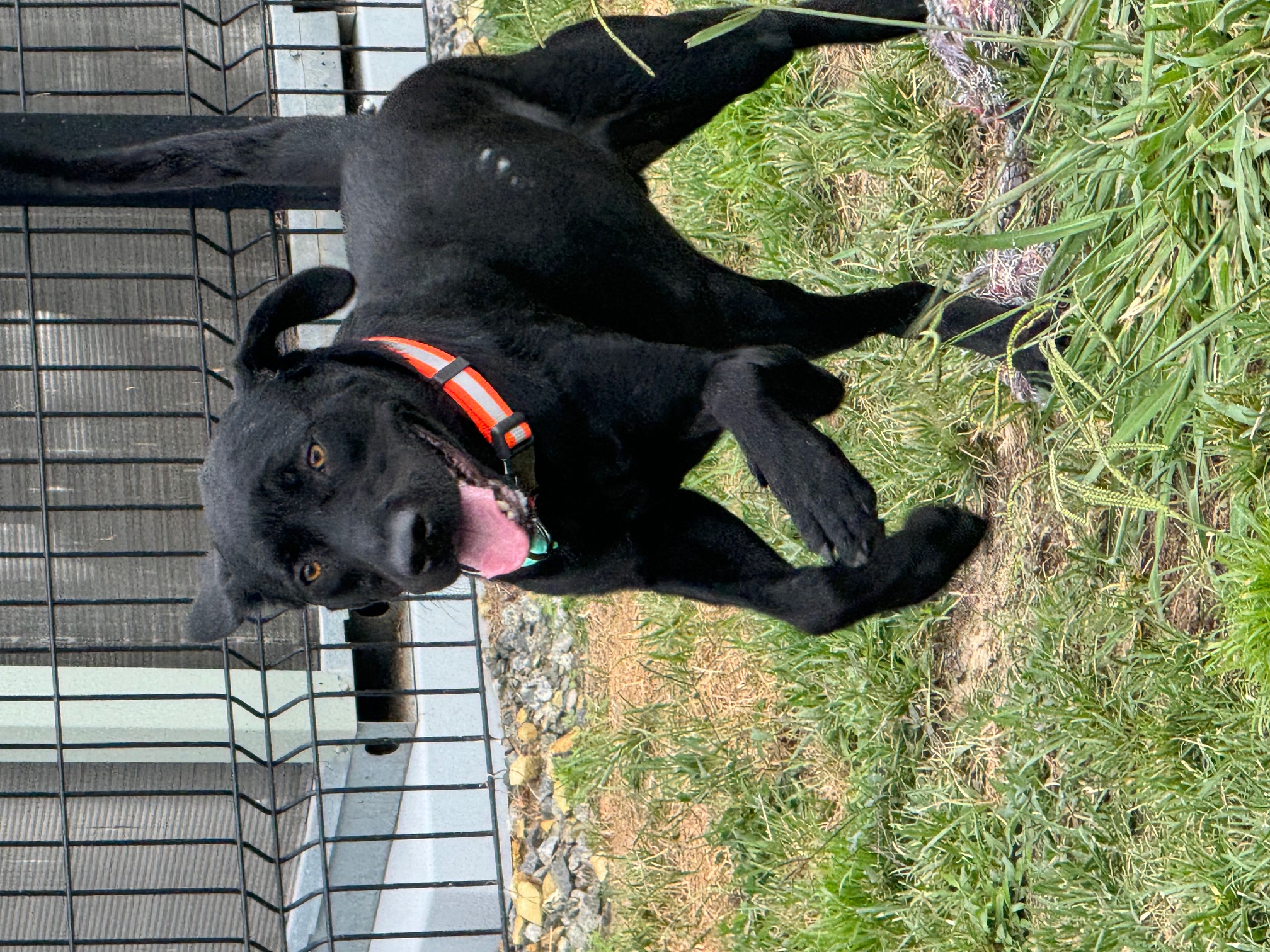 Swayze, Adopted, Adult Male Labrador Retriever.