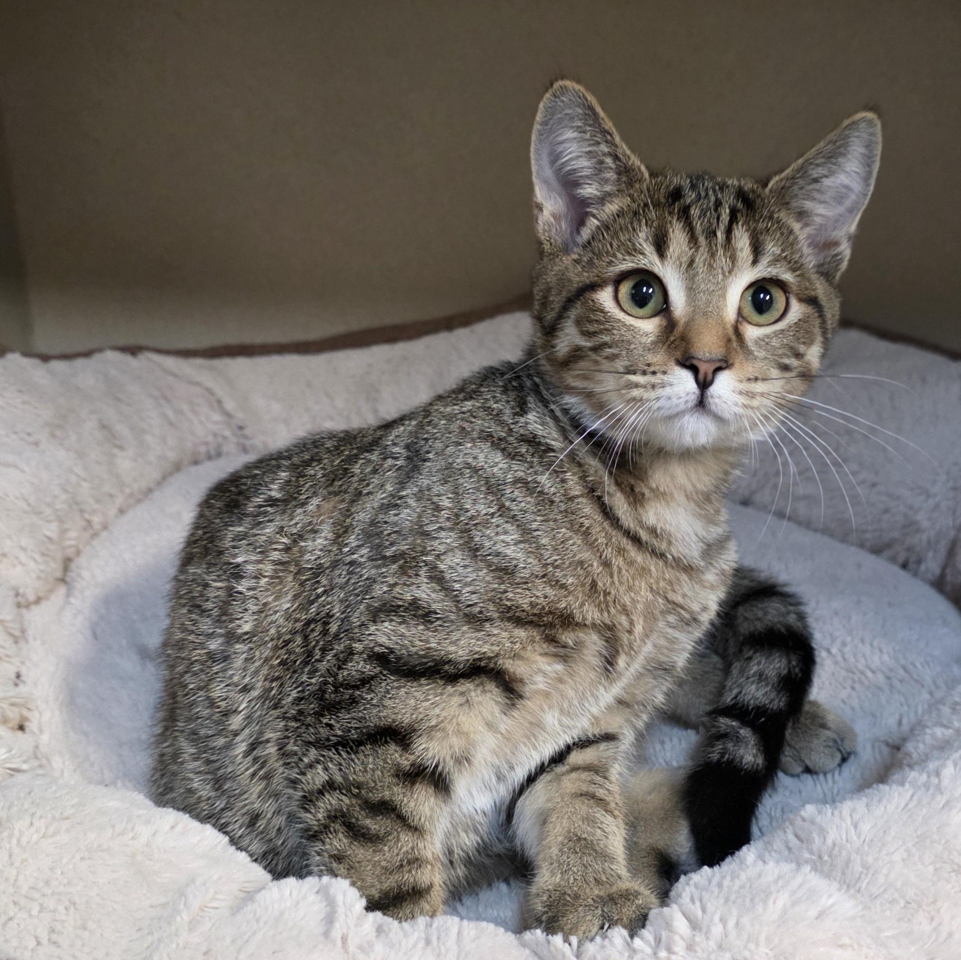 Enlarge Robbie, an adoptable mixed breed in Greensboro, NC image 4/6