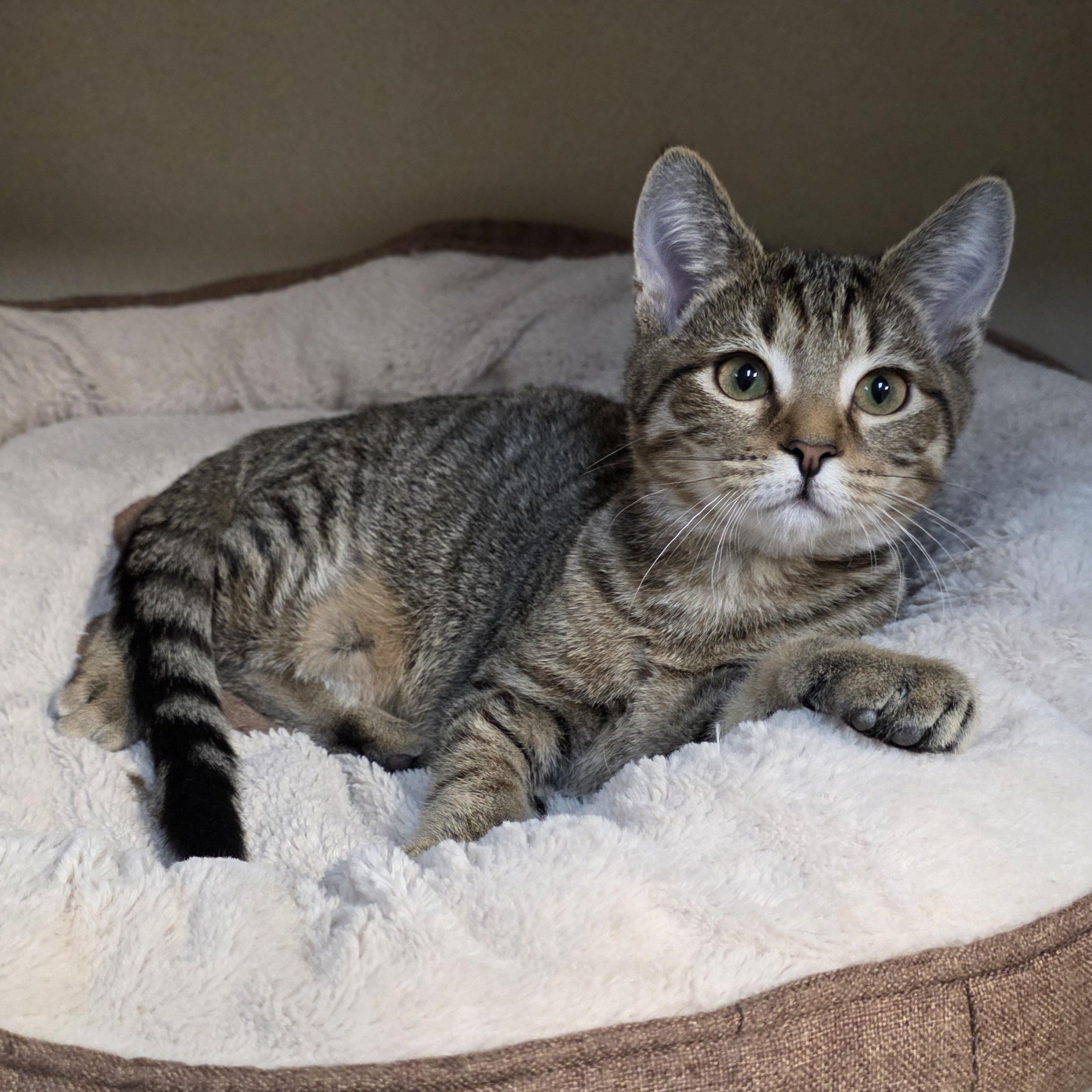 Enlarge Robbie, an adoptable mixed breed in Greensboro, NC image 3/6