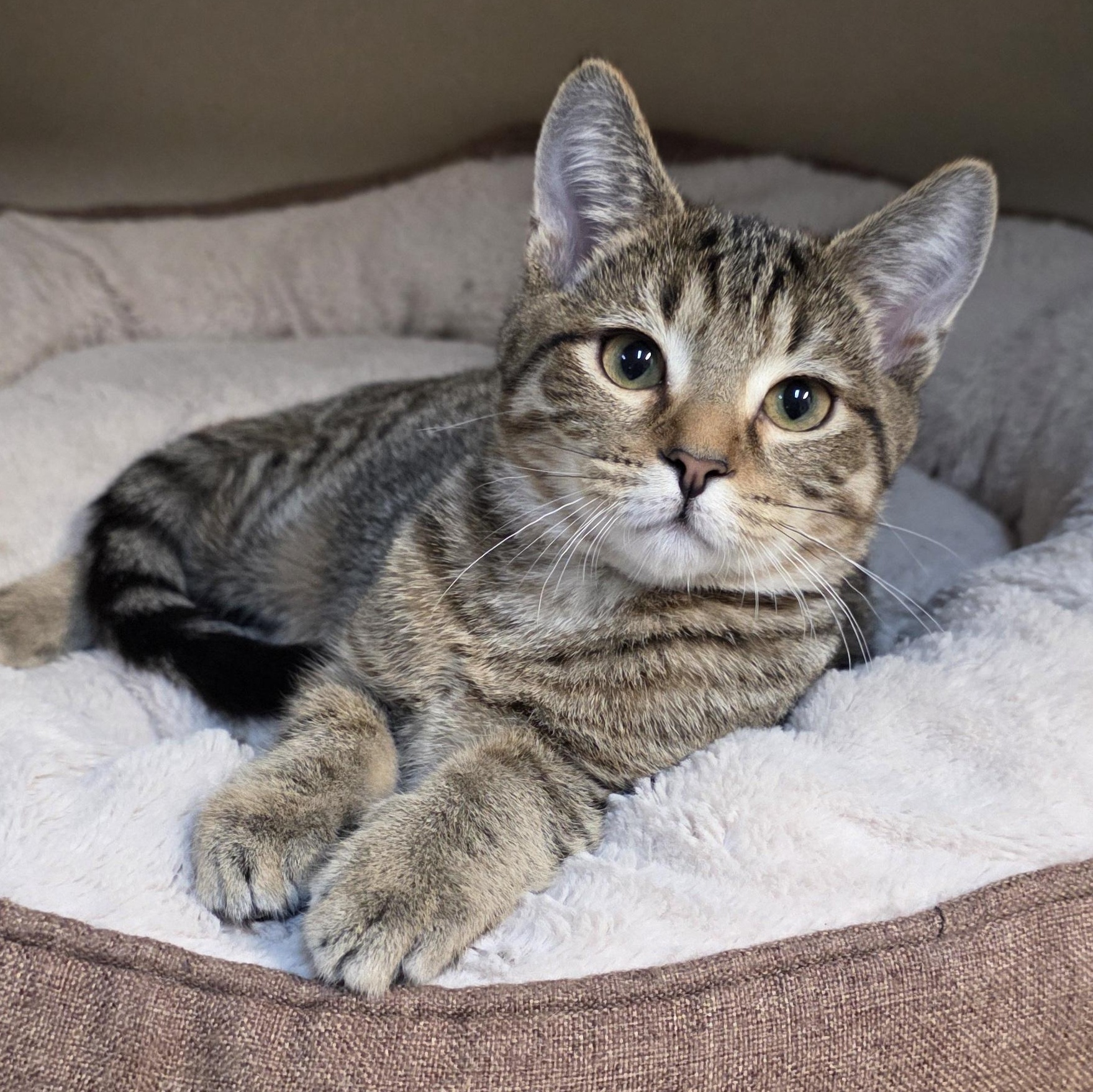 Enlarge Robbie, an adoptable mixed breed in Greensboro, NC image 2/6