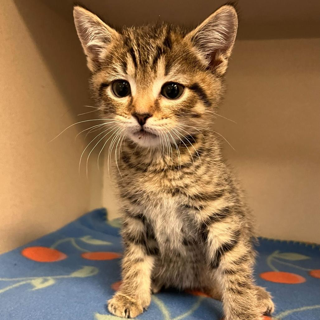 Robbie, adoptable, Kitten Male Tabby & Domestic Short Hair.