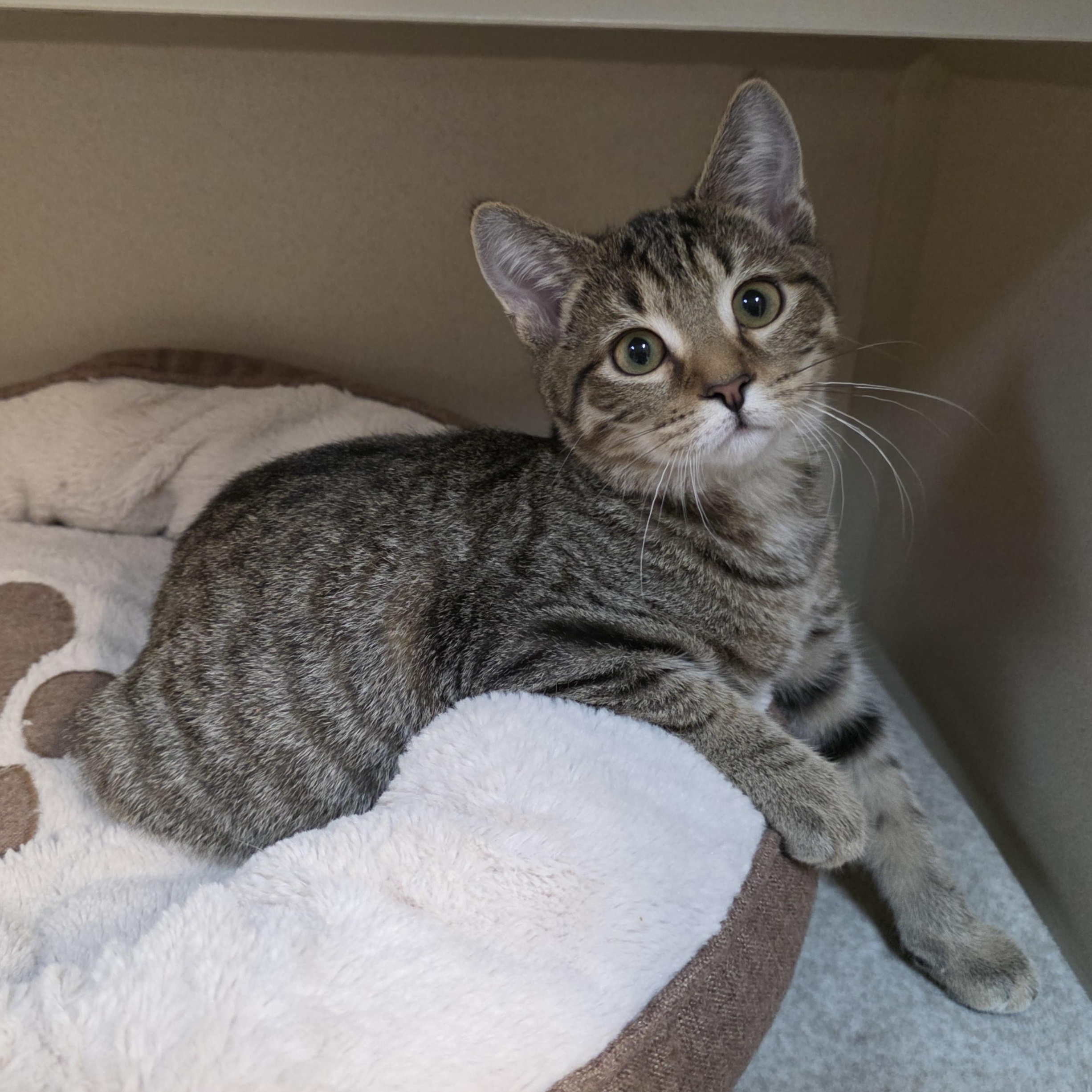 Robbie, adoptable, Kitten Male Tabby & Domestic Short Hair.