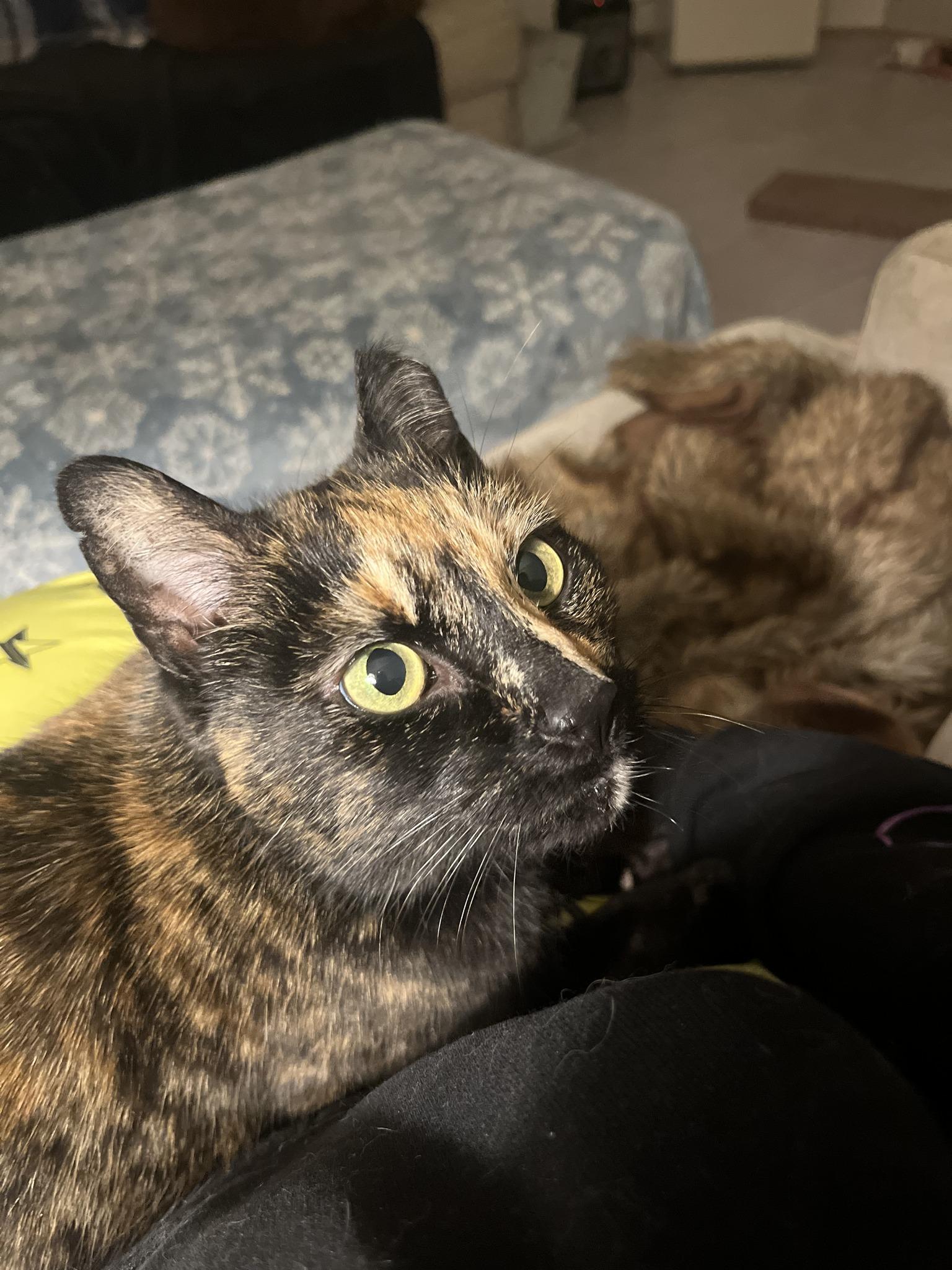 Enlarge Ula, a Adoptable Domestic Short Hair in Vernon, VT image 5/5