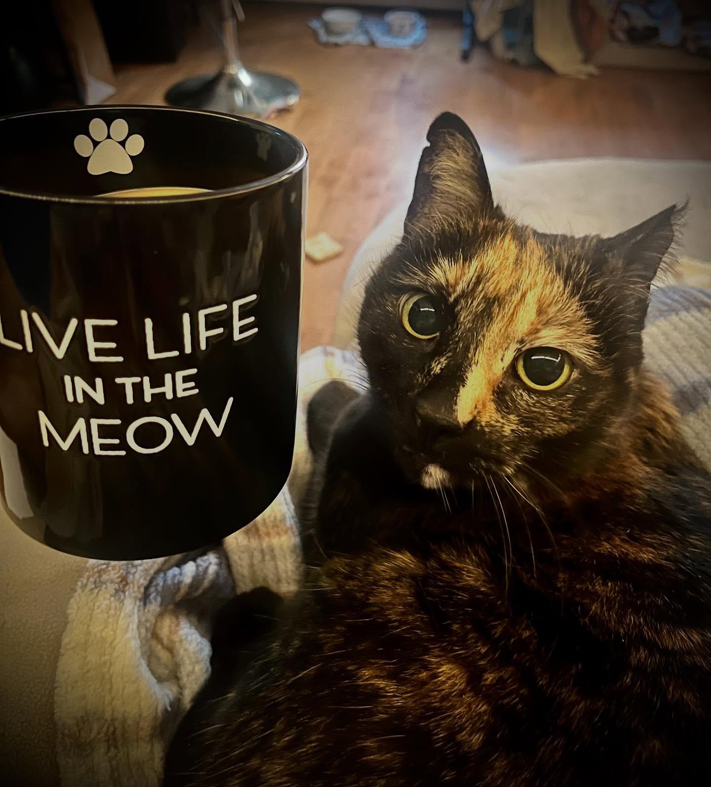 Enlarge Ula, a Adoptable Domestic Short Hair in Vernon, VT image 4/5