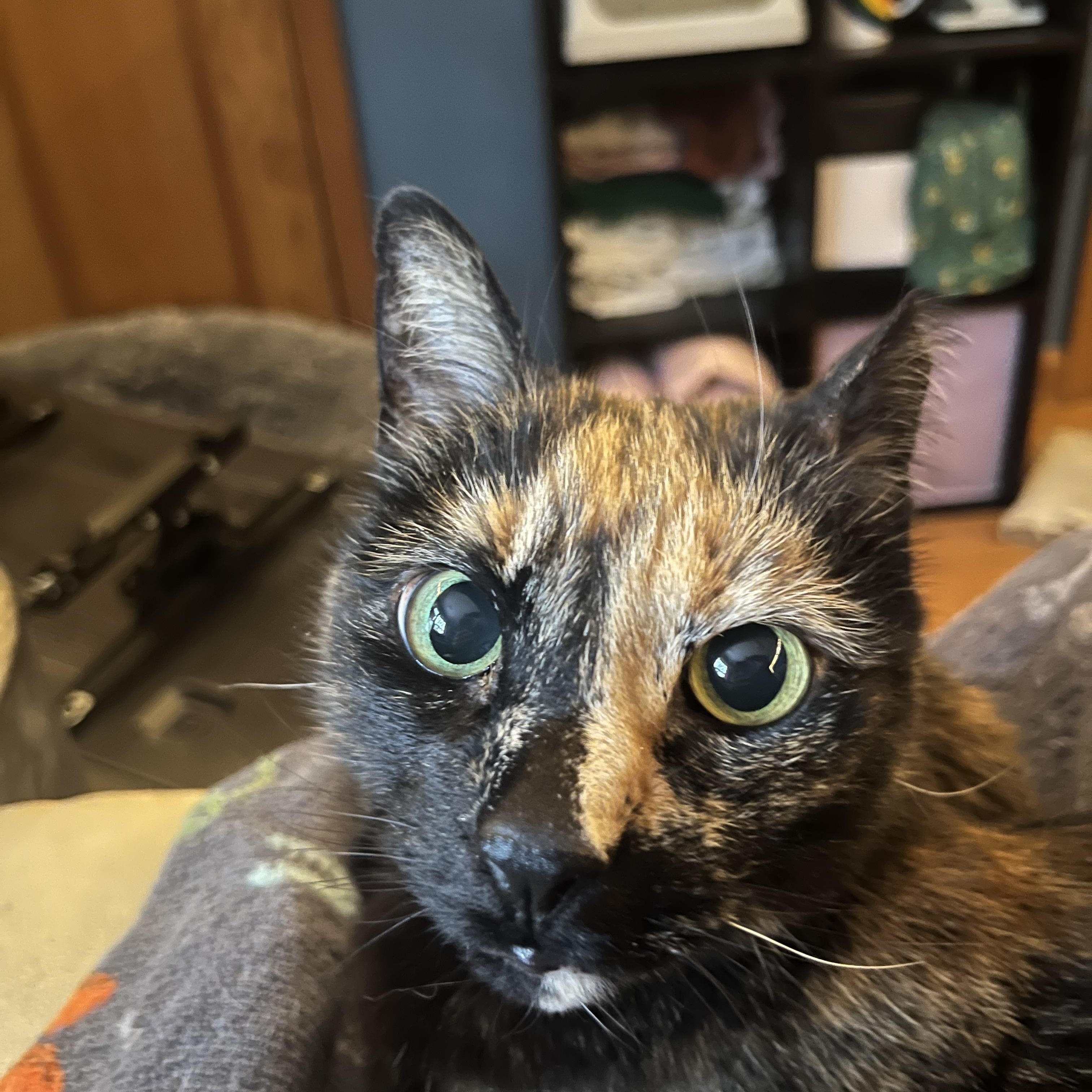 Ula, Adoptable, Adult Female Domestic Short Hair.