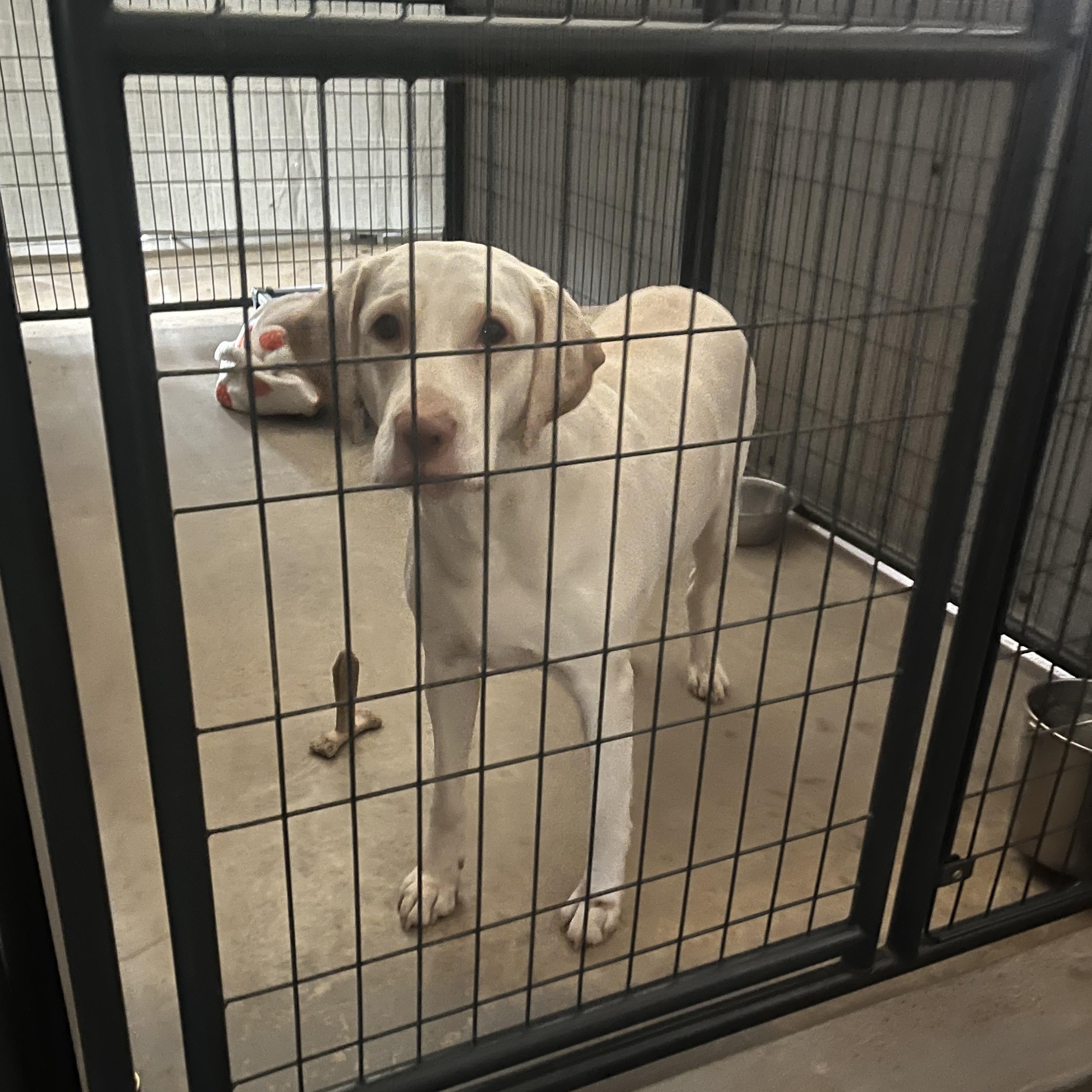 Enlarge Mia (NCCR), an adopted mixed breed in Brewton, AL image 1/1