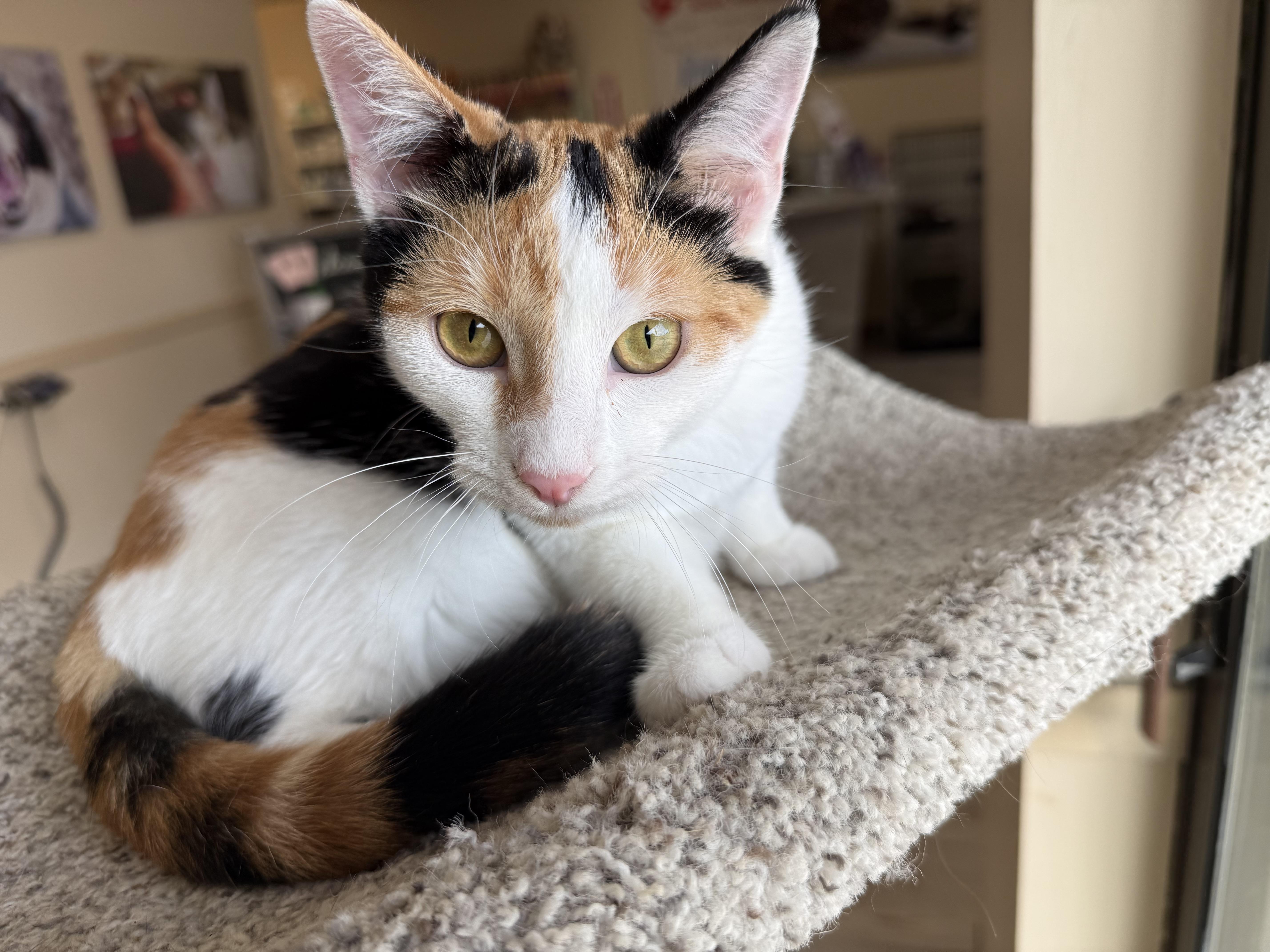 Enlarge Aphrodite, a Adoptable Calico in Madison, WI image 5/5