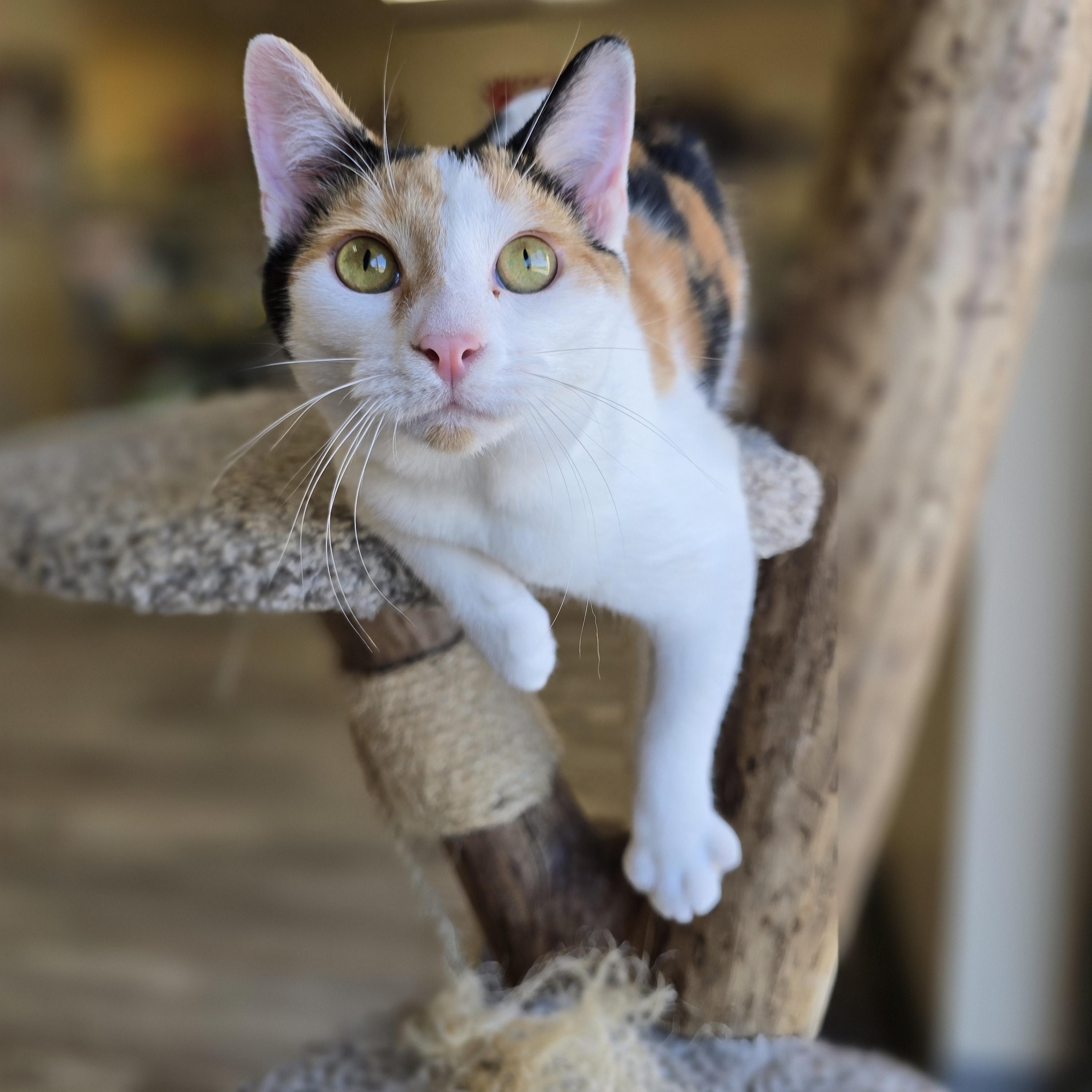 Enlarge Aphrodite, a Adoptable Calico in Madison, WI image 1/5