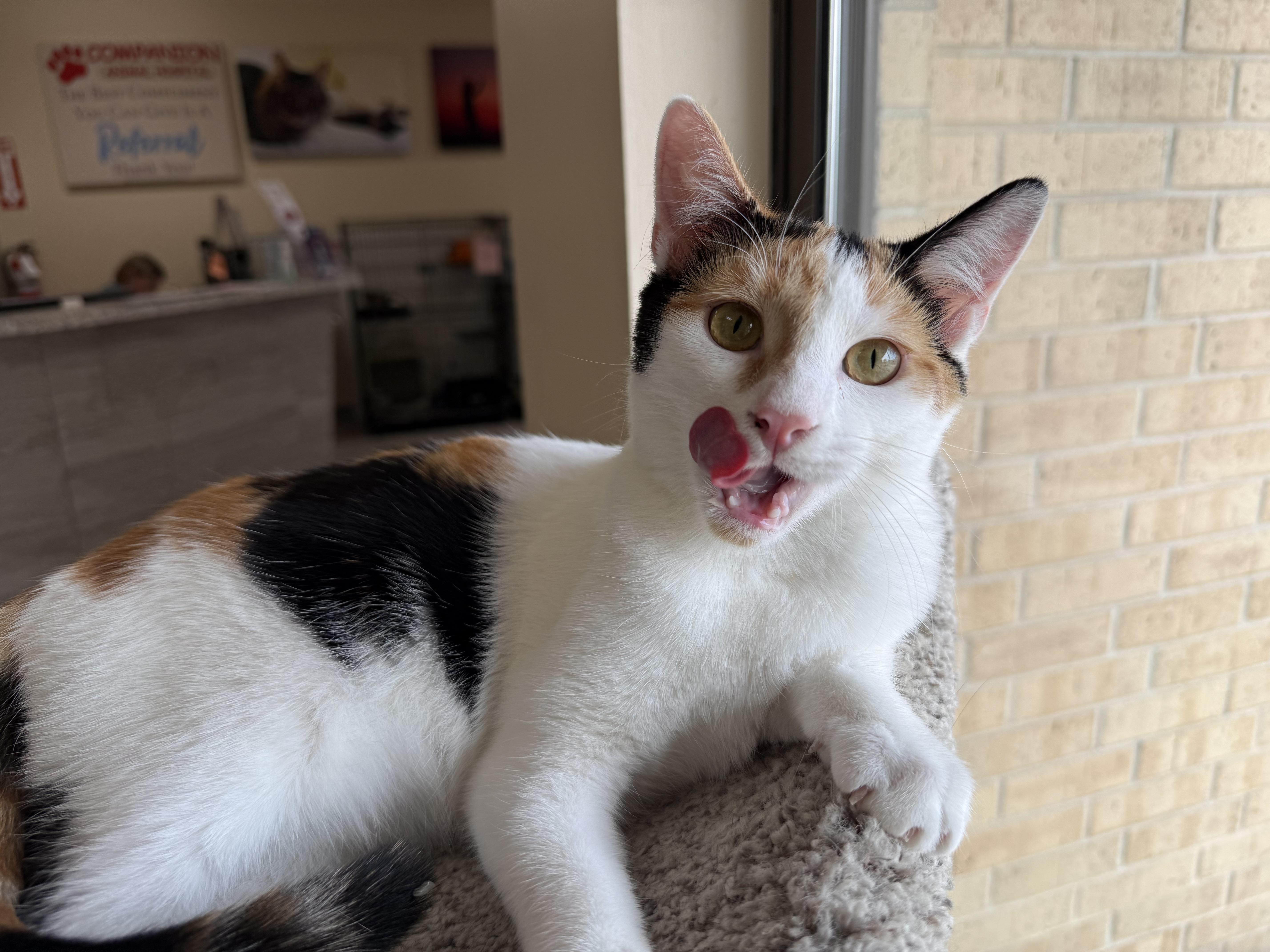 Enlarge Aphrodite, a Adoptable Calico in Madison, WI image 3/5