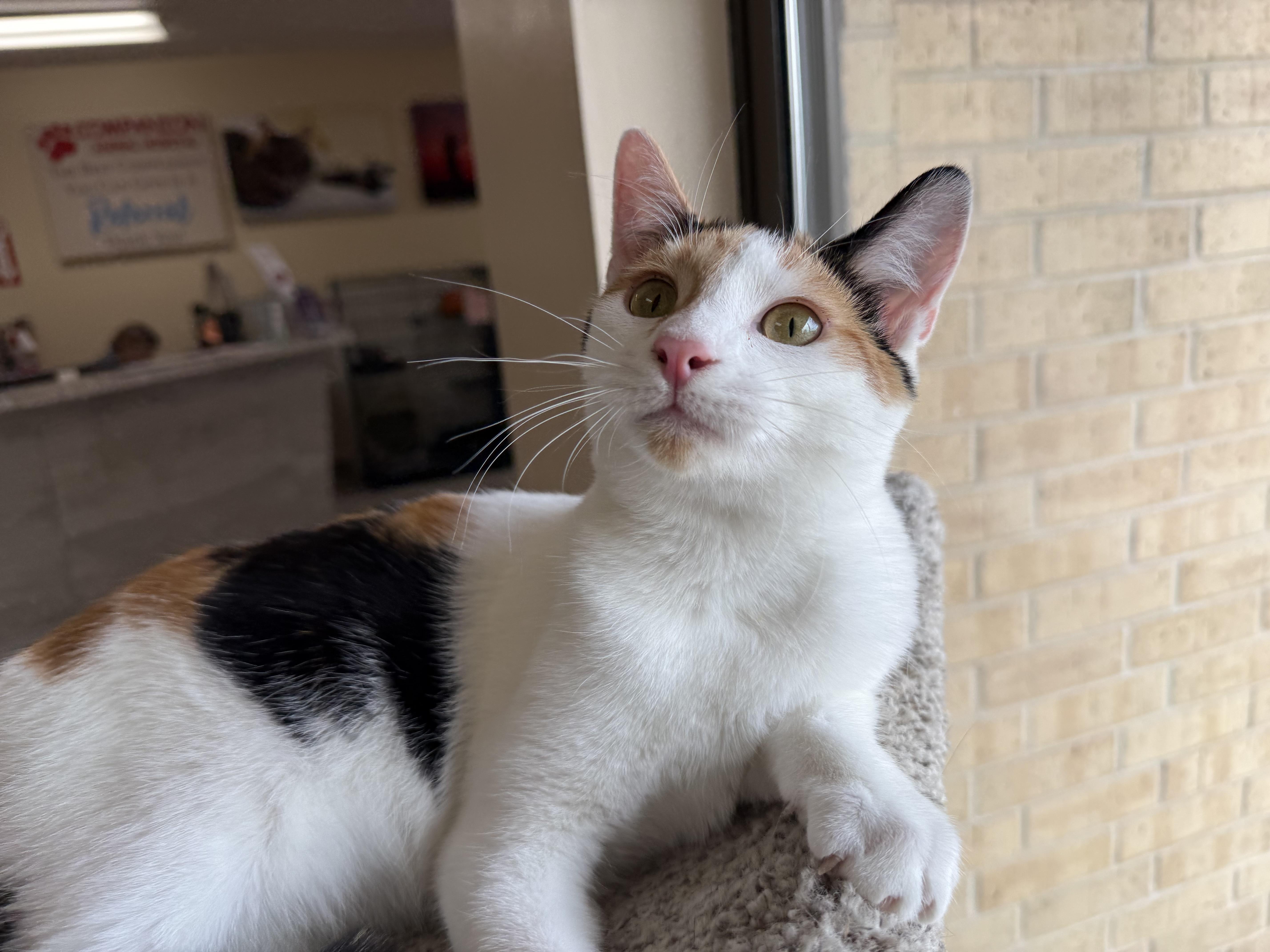 Aphrodite, Adoptable, Young Female Calico.