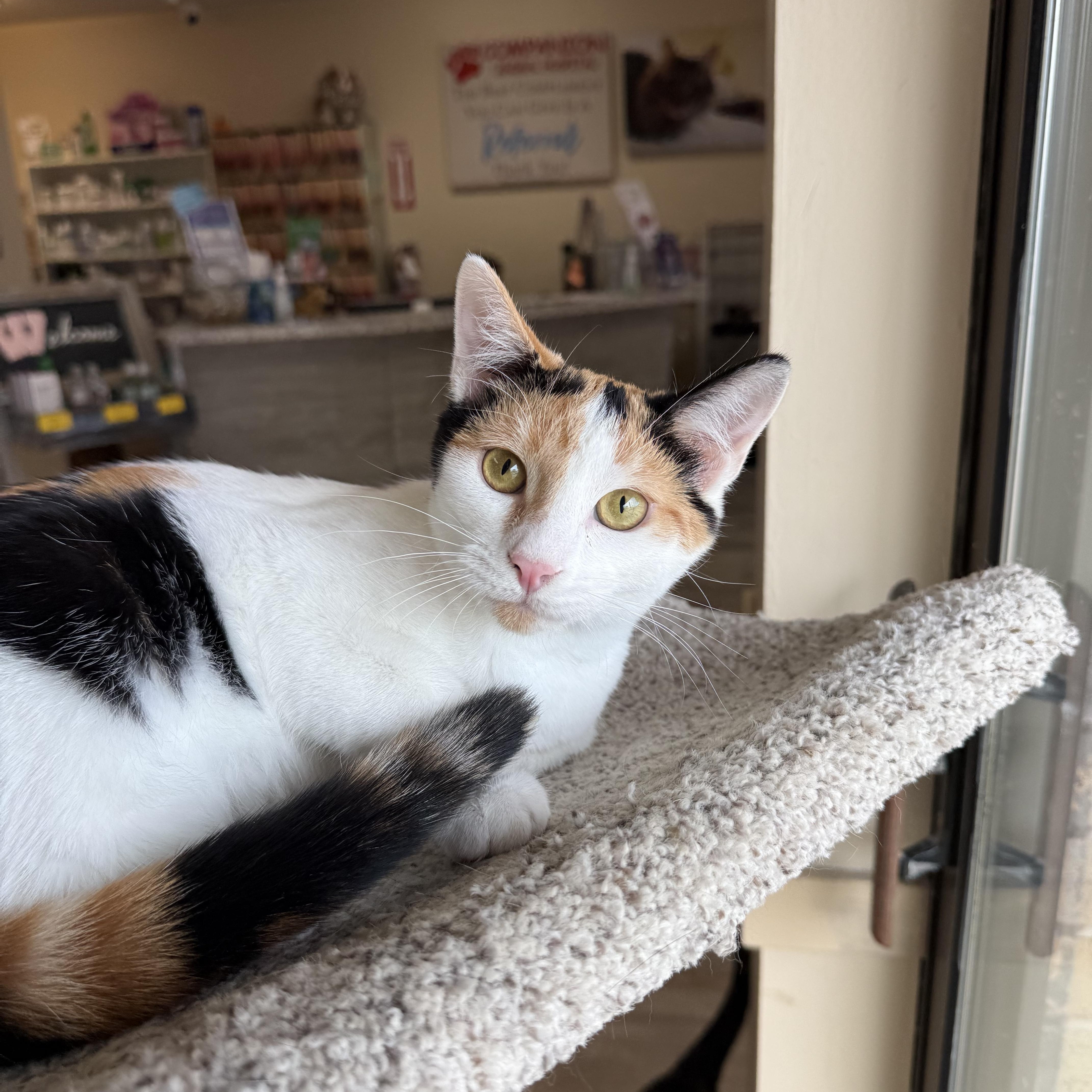 Enlarge Aphrodite, a Adoptable Calico in Madison, WI image 4/5