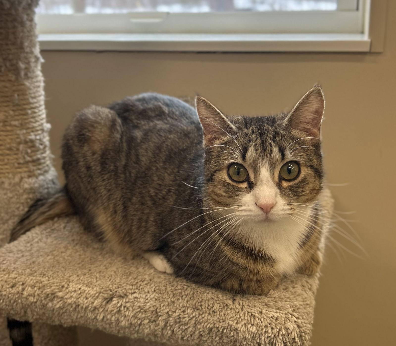 Enlarge Boogie, a Adopted Domestic Short Hair in Arlington, VT image 1/2