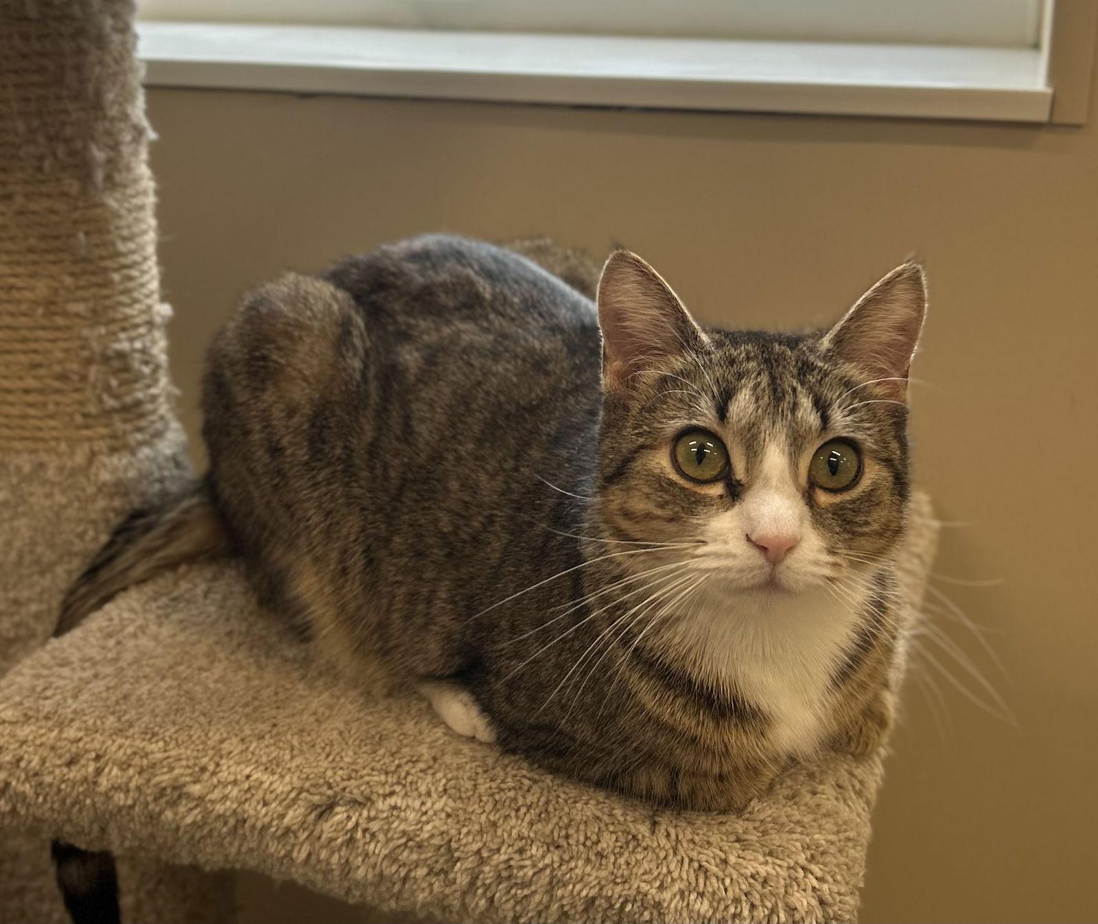 Enlarge Boogie, a Adopted Domestic Short Hair in Arlington, VT image 2/2