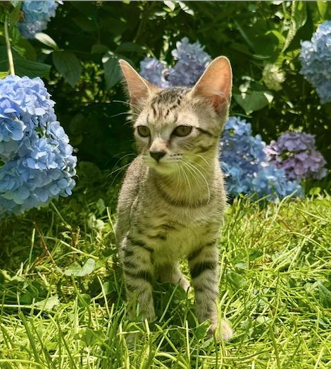Vienna, Adoptable, Kitten Female Domestic Short Hair.