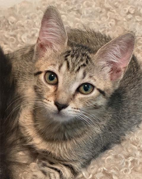 Enlarge Vienna, a Adoptable Domestic Short Hair in Herndon, VA image 2/3