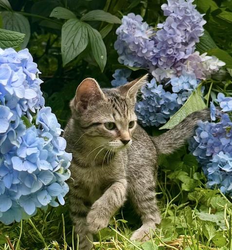 Enlarge Vienna, a Adoptable Domestic Short Hair in Herndon, VA image 3/3