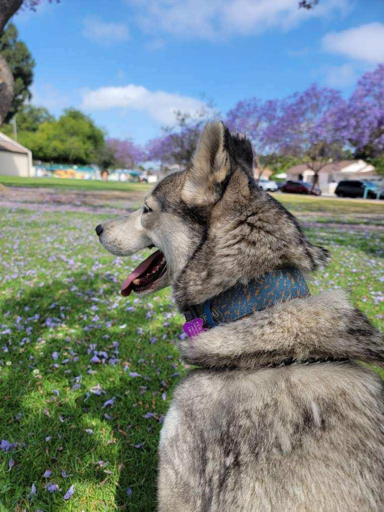 Enlarge Elsa, a Adoptable mixed breed in La Habra, CA image 5/5