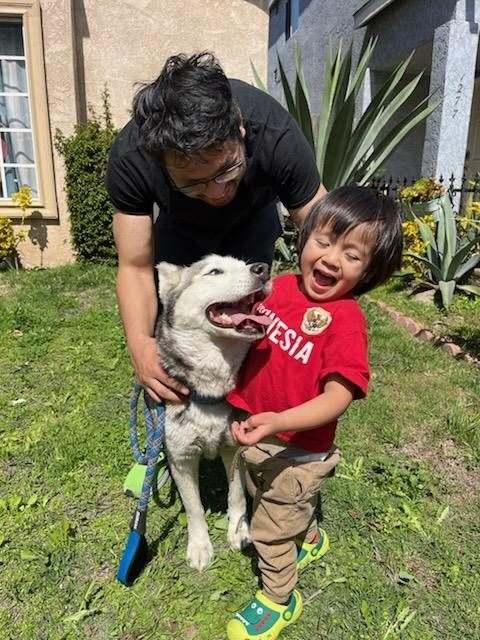 Elsa, Adoptable, Young Female Siberian Husky.