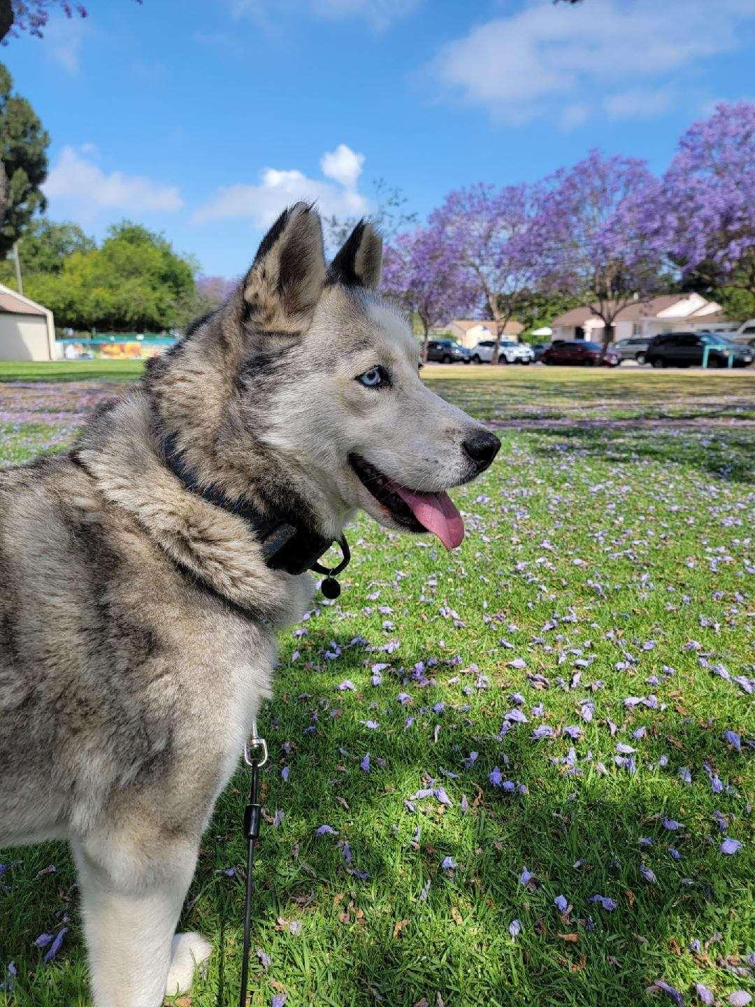 Enlarge Elsa, a Adoptable mixed breed in La Habra, CA image 3/5