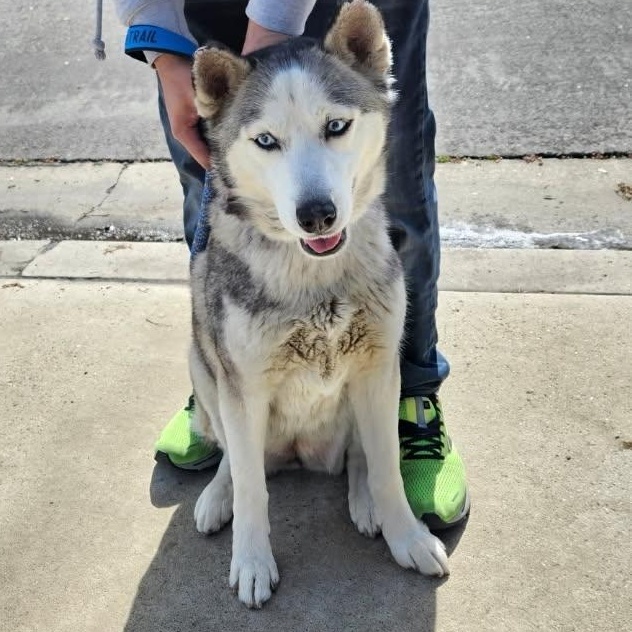 Enlarge Elsa, a Adoptable mixed breed in La Habra, CA image 4/5