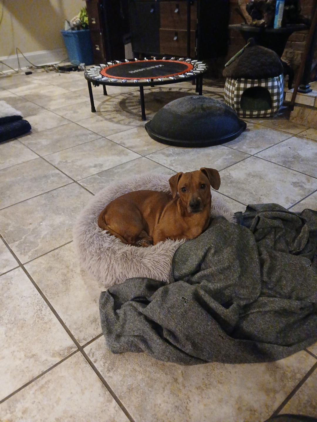 Enlarge Frankie , an adopted mixed breed in Fort Madison, IA image 3/4