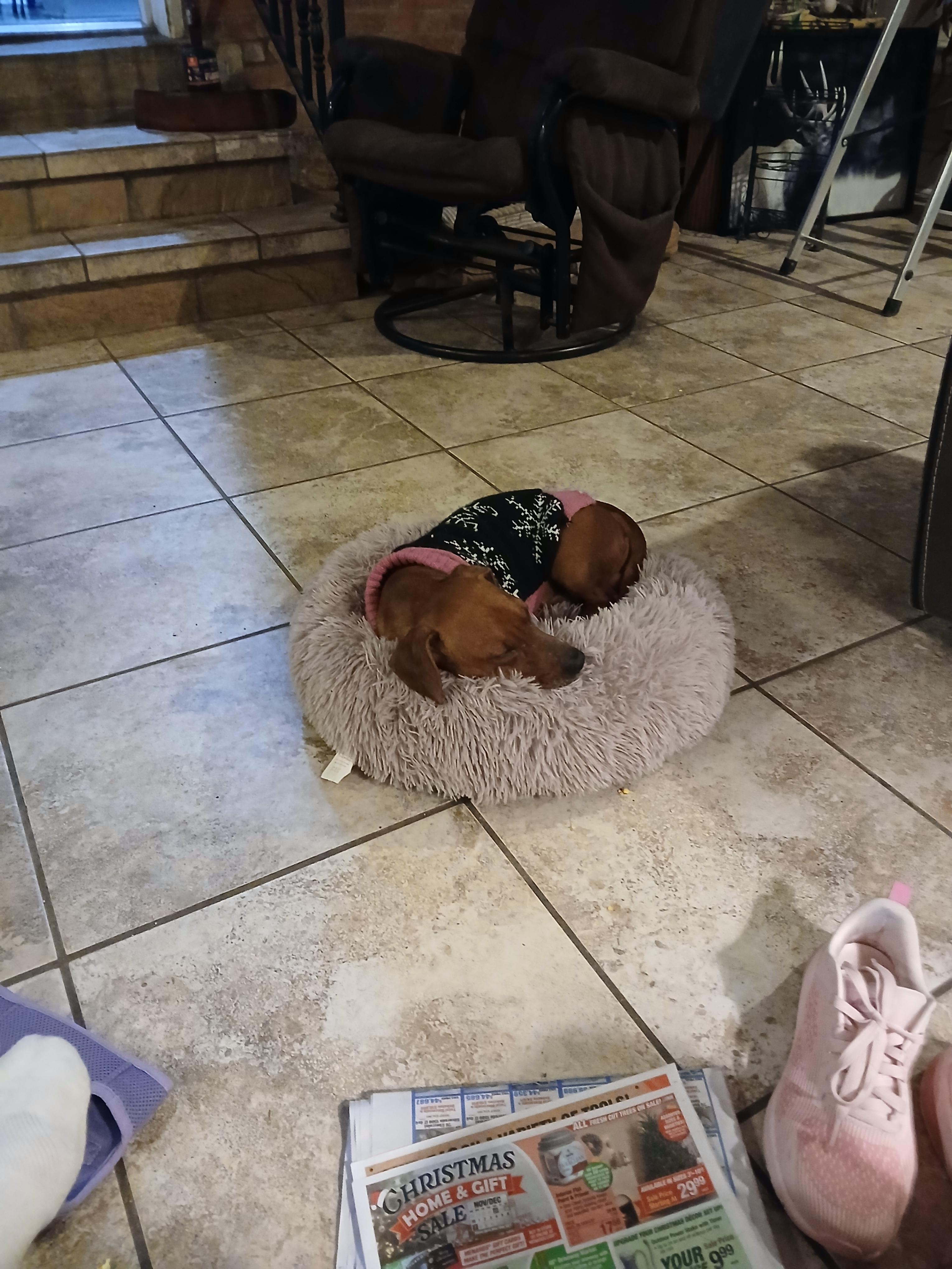 Enlarge Frankie , an adopted mixed breed in Fort Madison, IA image 1/4