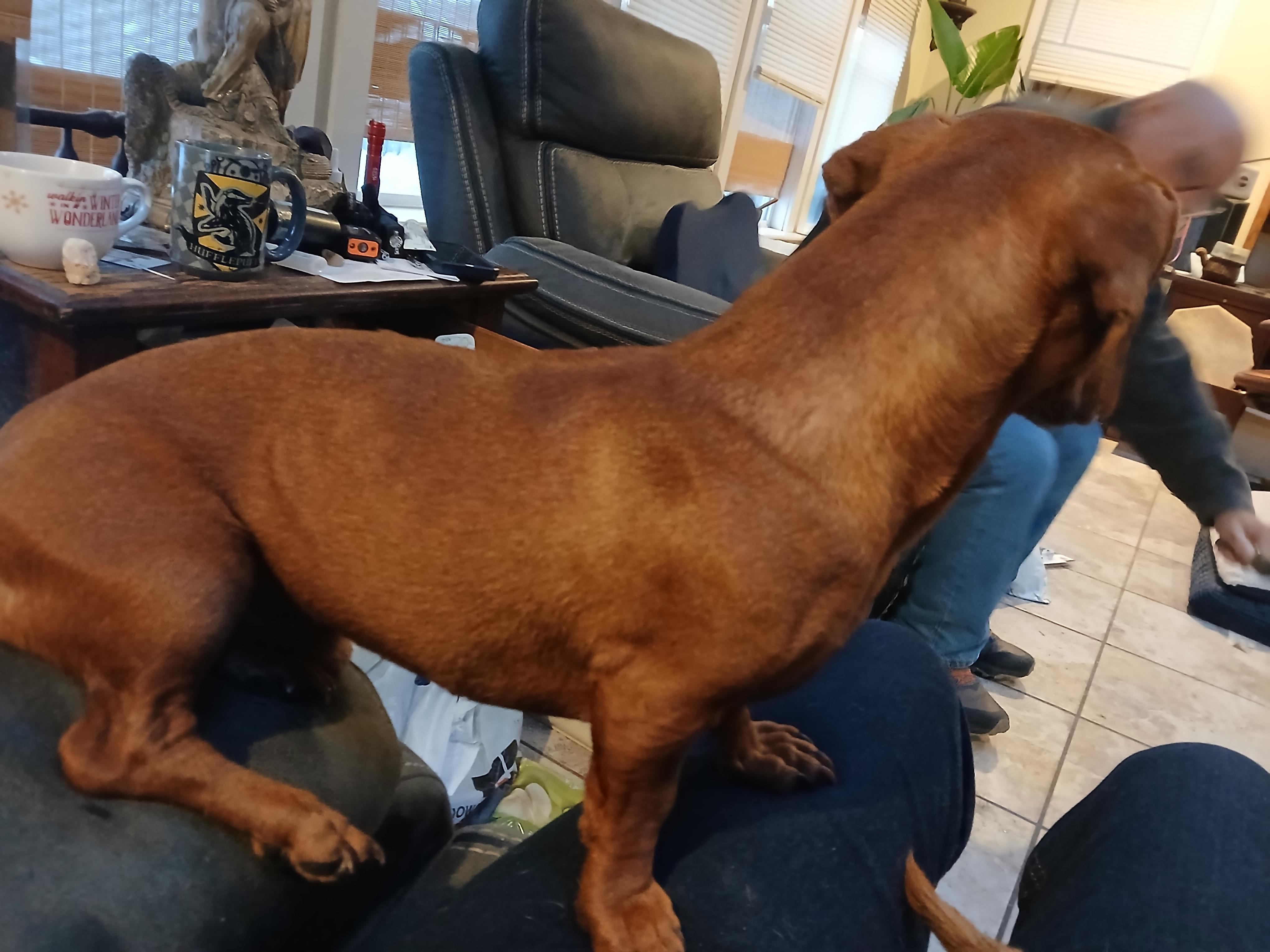 Enlarge Frankie , an adopted mixed breed in Fort Madison, IA image 2/4