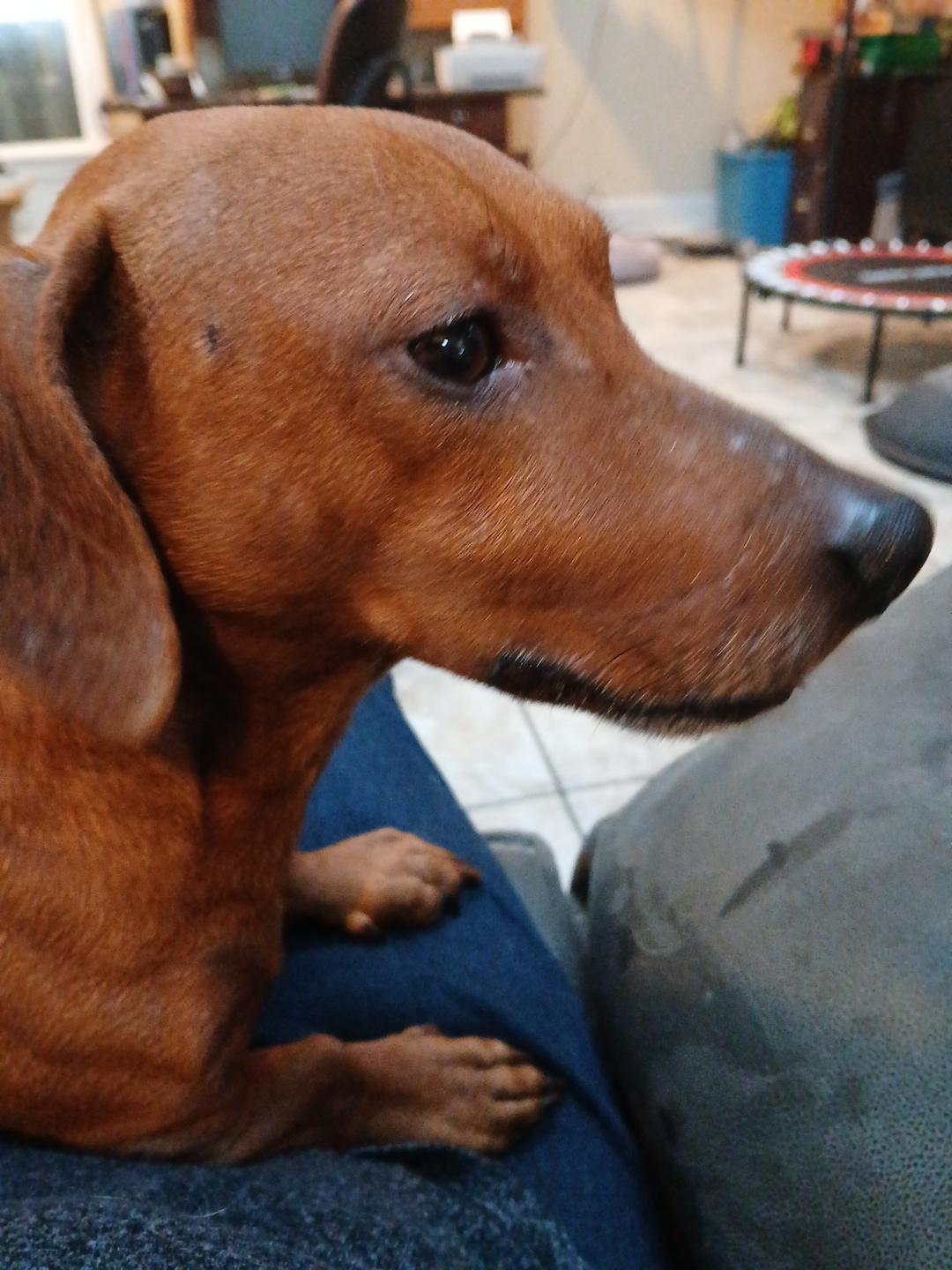 Enlarge Frankie , an adopted mixed breed in Fort Madison, IA image 4/4