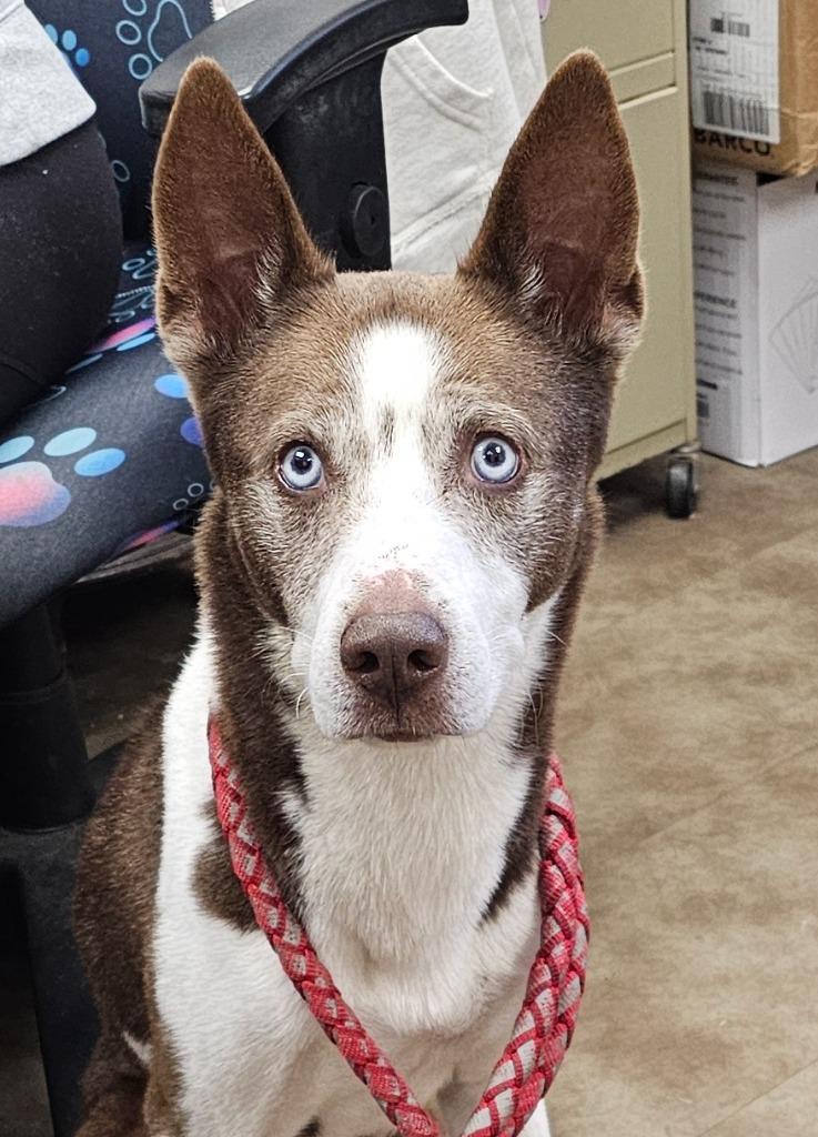 Chet, Adoptable, Senior Male Mixed Breed.