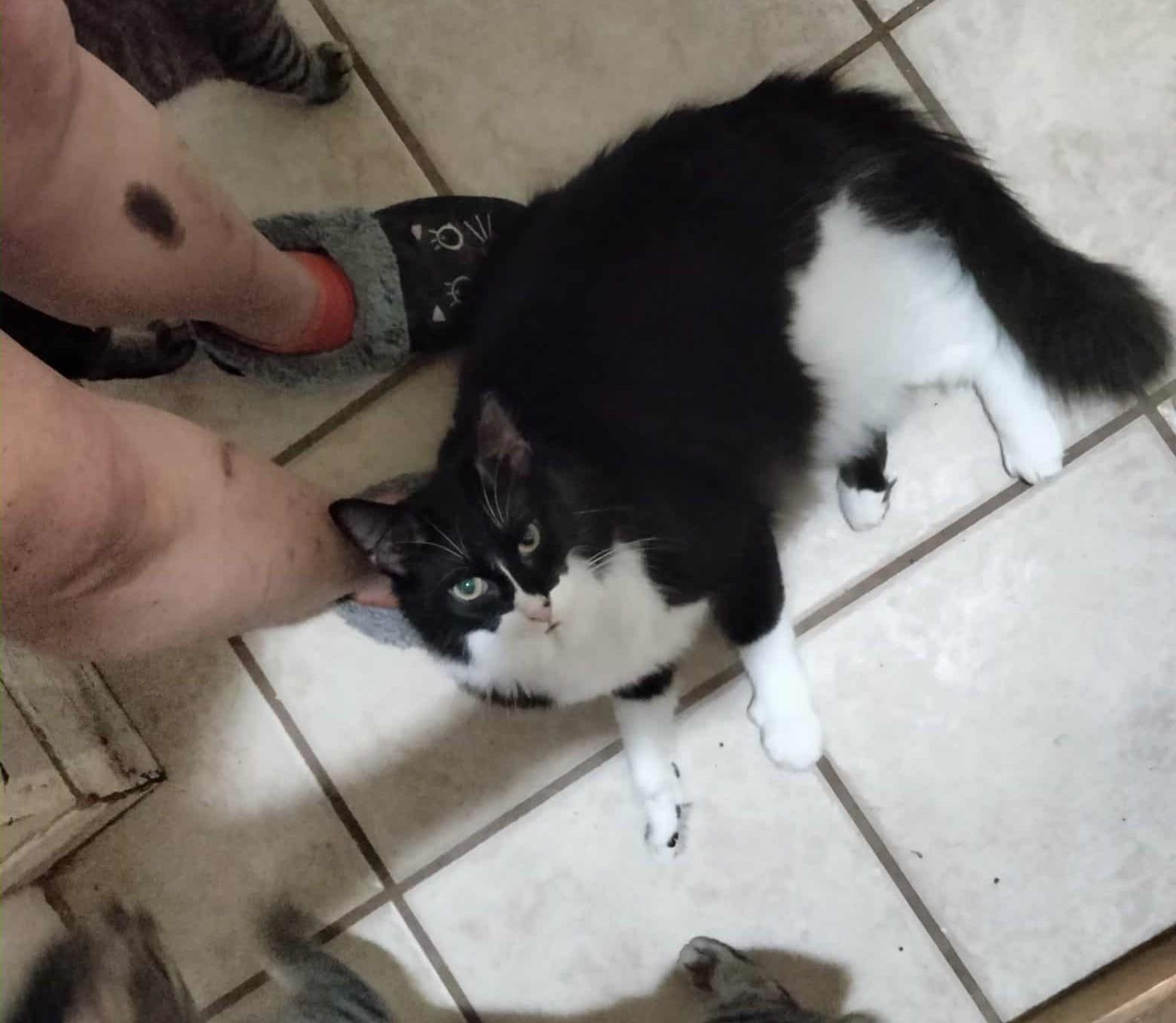 Enlarge ERIN YEAGER, a Adoptable mixed breed in HEMET, CA image 2/2