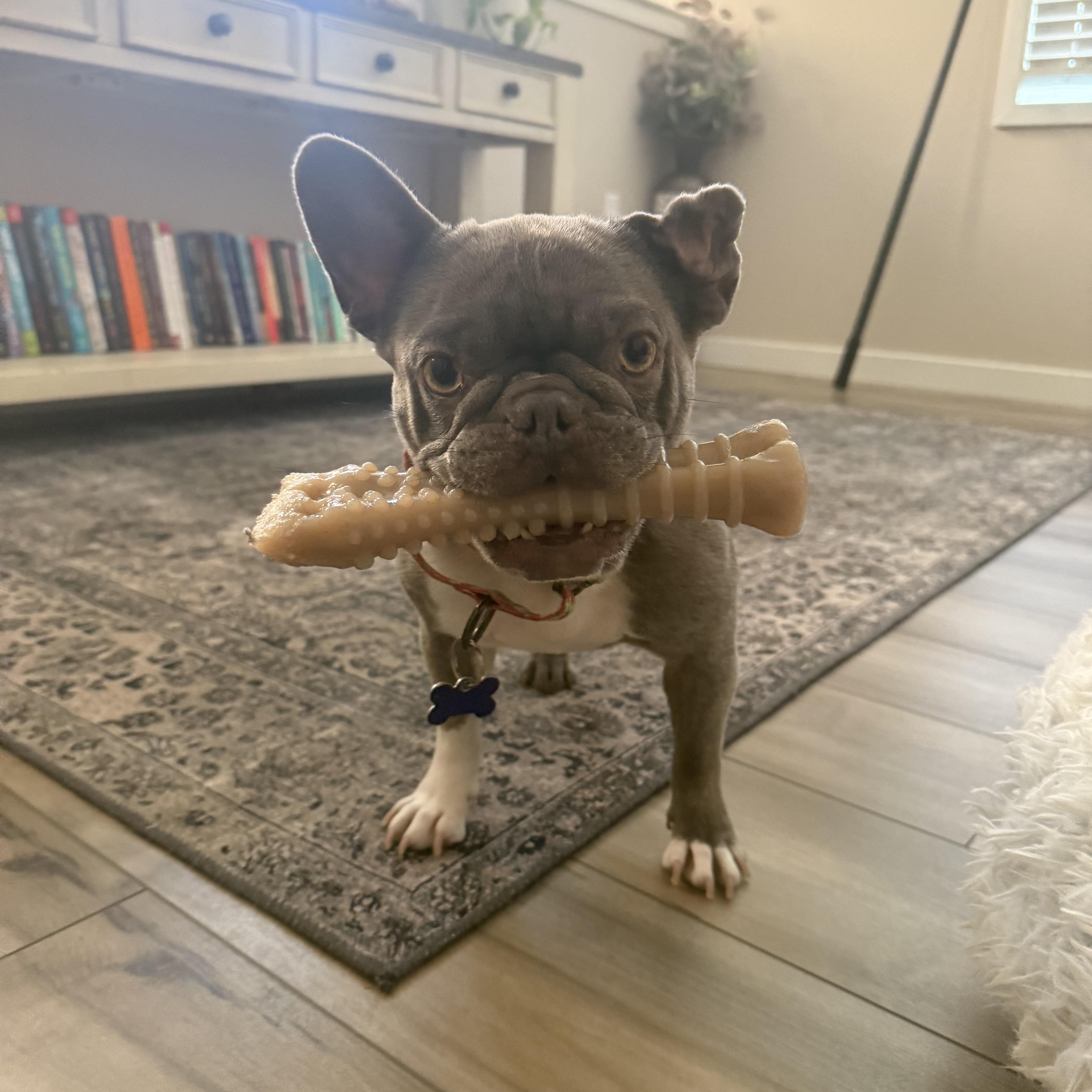 Enlarge Martian, a Adoptable French Bulldog in Sacramento, CA image 6/6