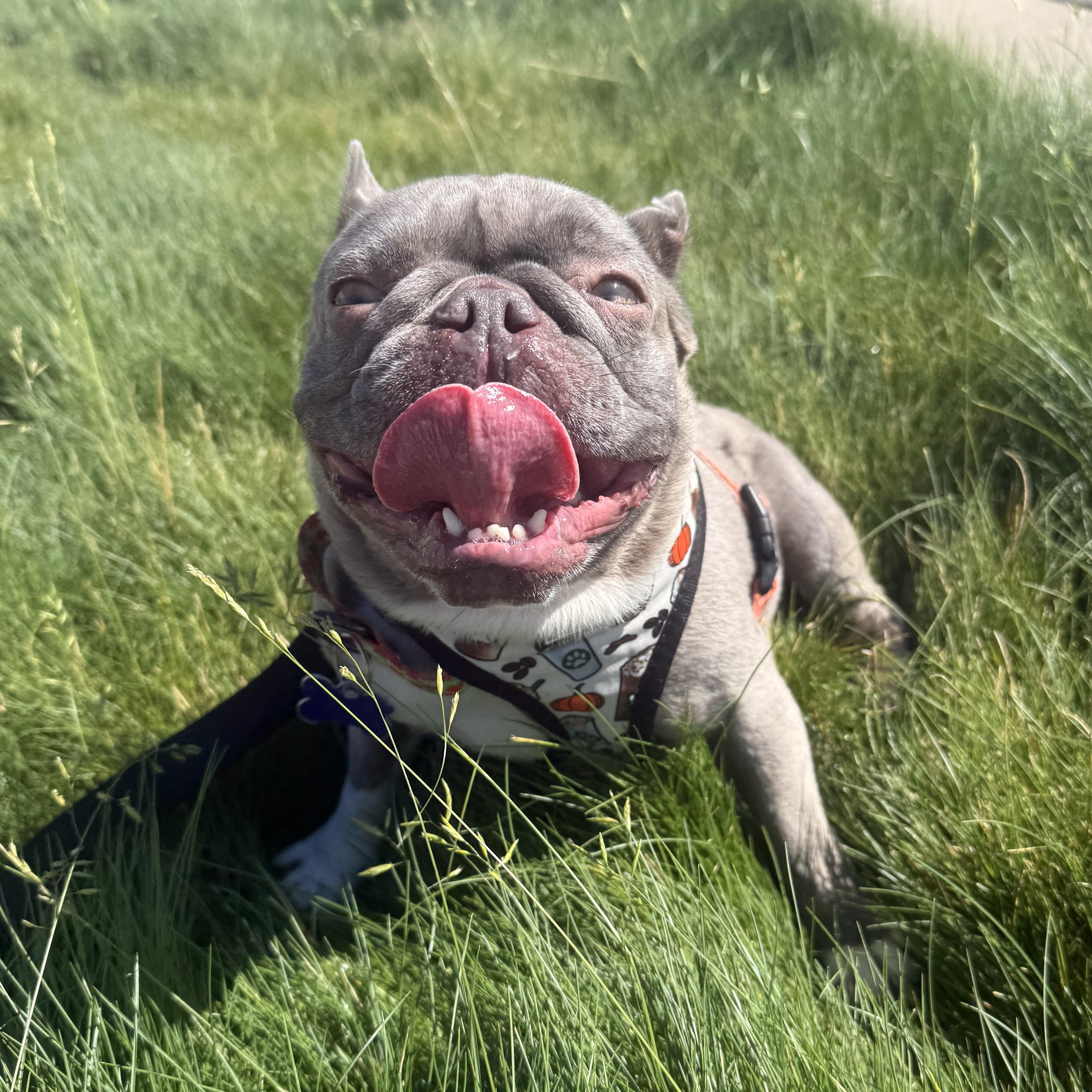 Enlarge Martian, a Adoptable French Bulldog in Sacramento, CA image 1/6