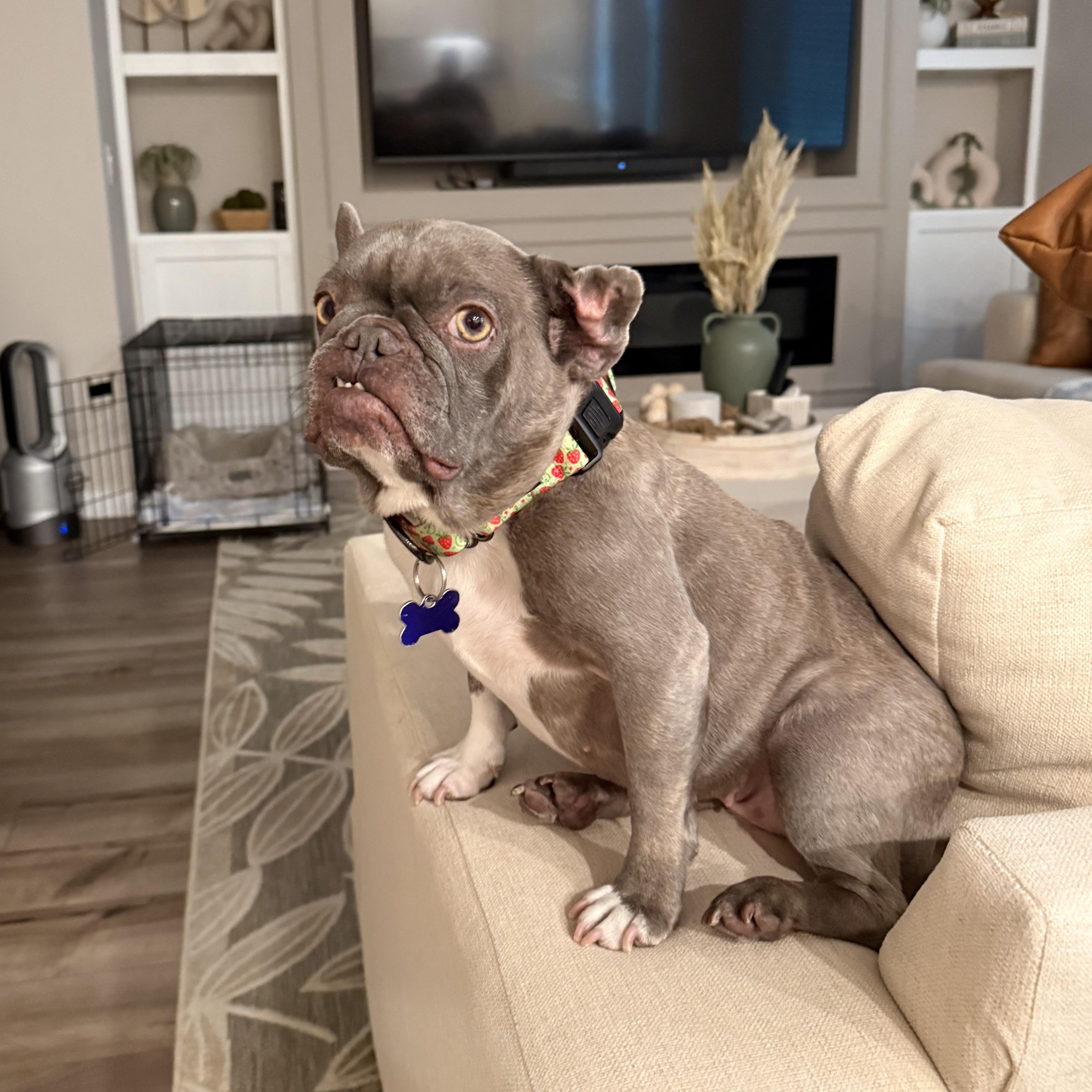 Enlarge Martian, a Adoptable French Bulldog in Sacramento, CA image 4/6
