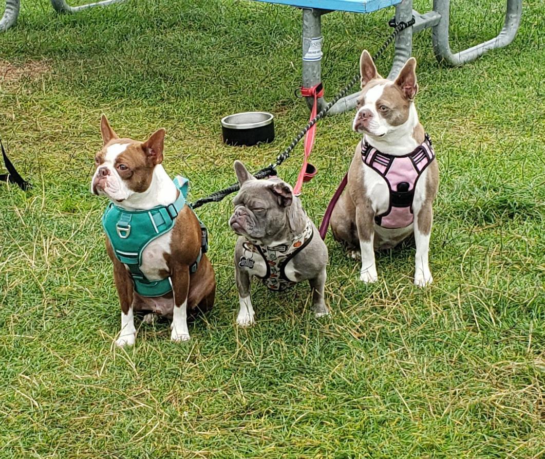 Enlarge Martian, a Adoptable French Bulldog in Sacramento, CA image 3/6