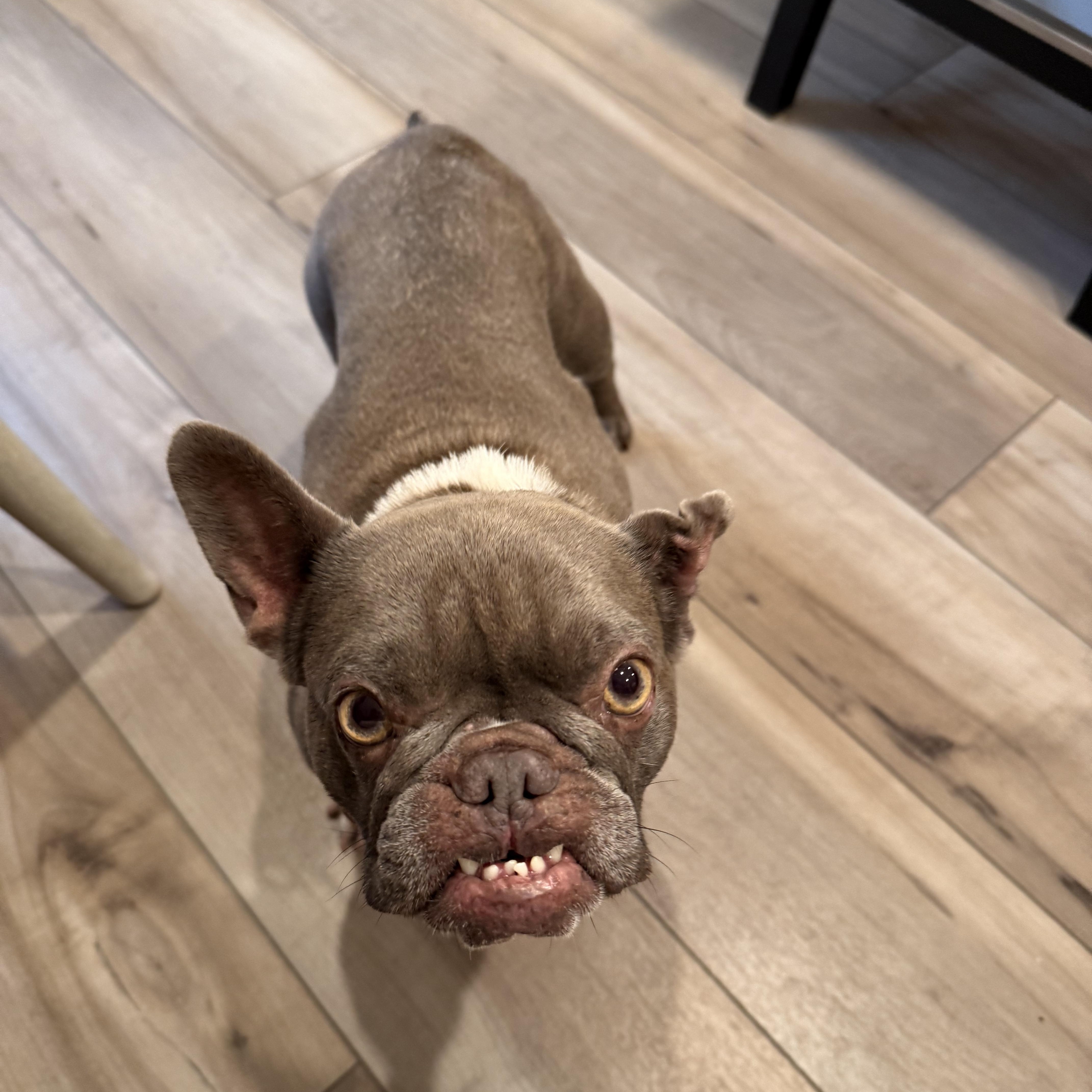Enlarge Martian, a Adoptable French Bulldog in Sacramento, CA image 2/6
