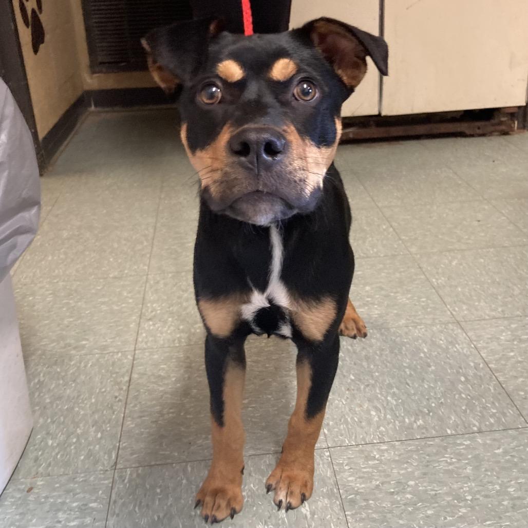 Enlarge Ducky, a Adoptable mixed breed in Sand Springs, OK image 2/5