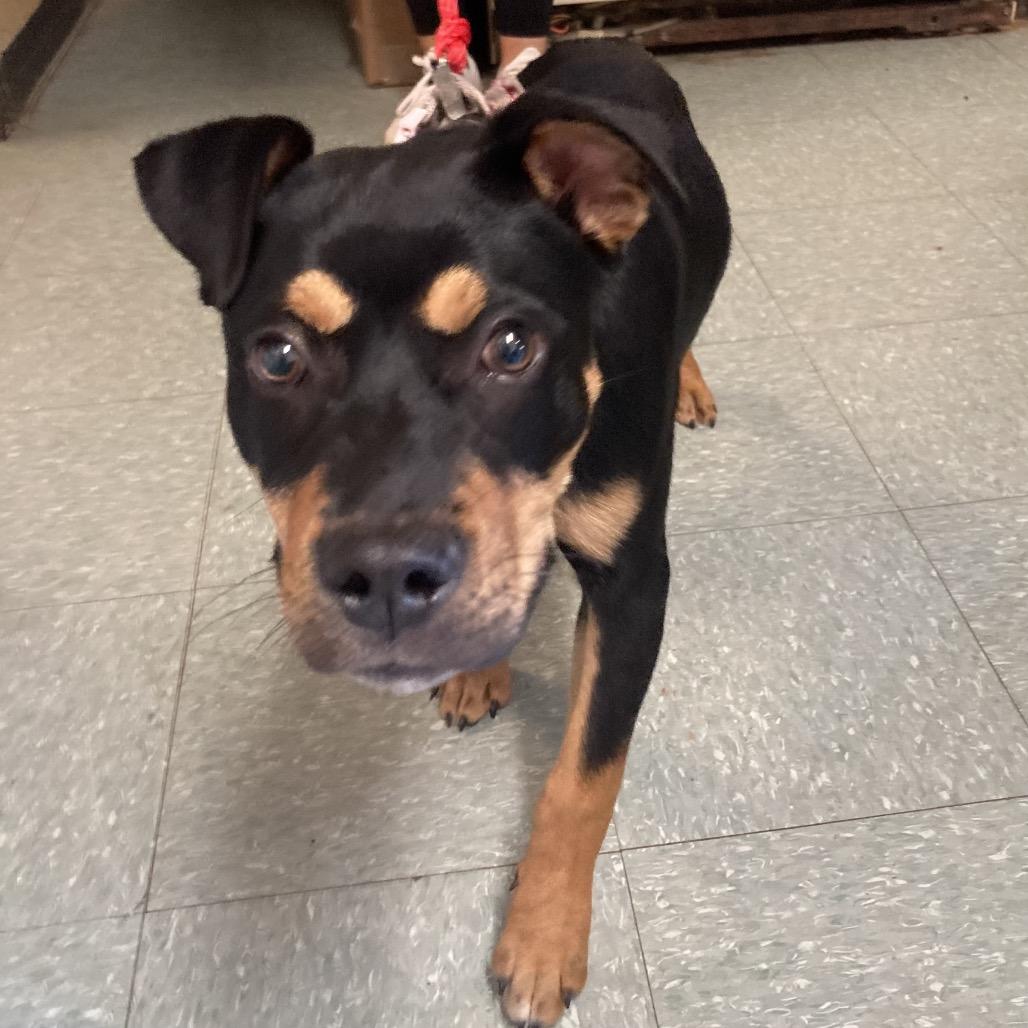 Enlarge Ducky, a Adoptable mixed breed in Sand Springs, OK image 3/5