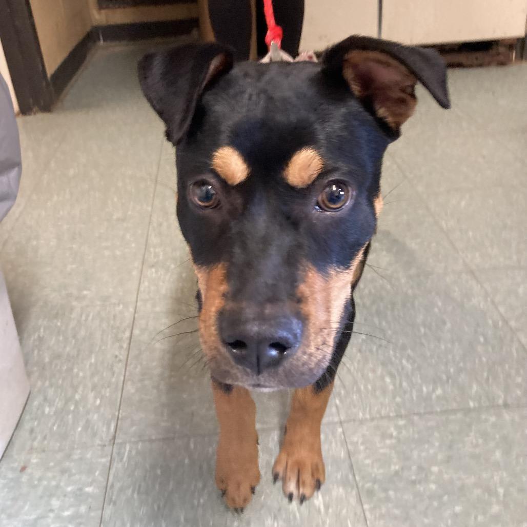 Enlarge Ducky, a Adoptable mixed breed in Sand Springs, OK image 4/5