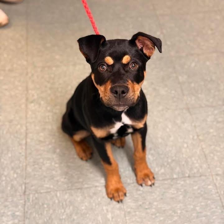Enlarge Ducky, a Adoptable mixed breed in Sand Springs, OK image 5/5