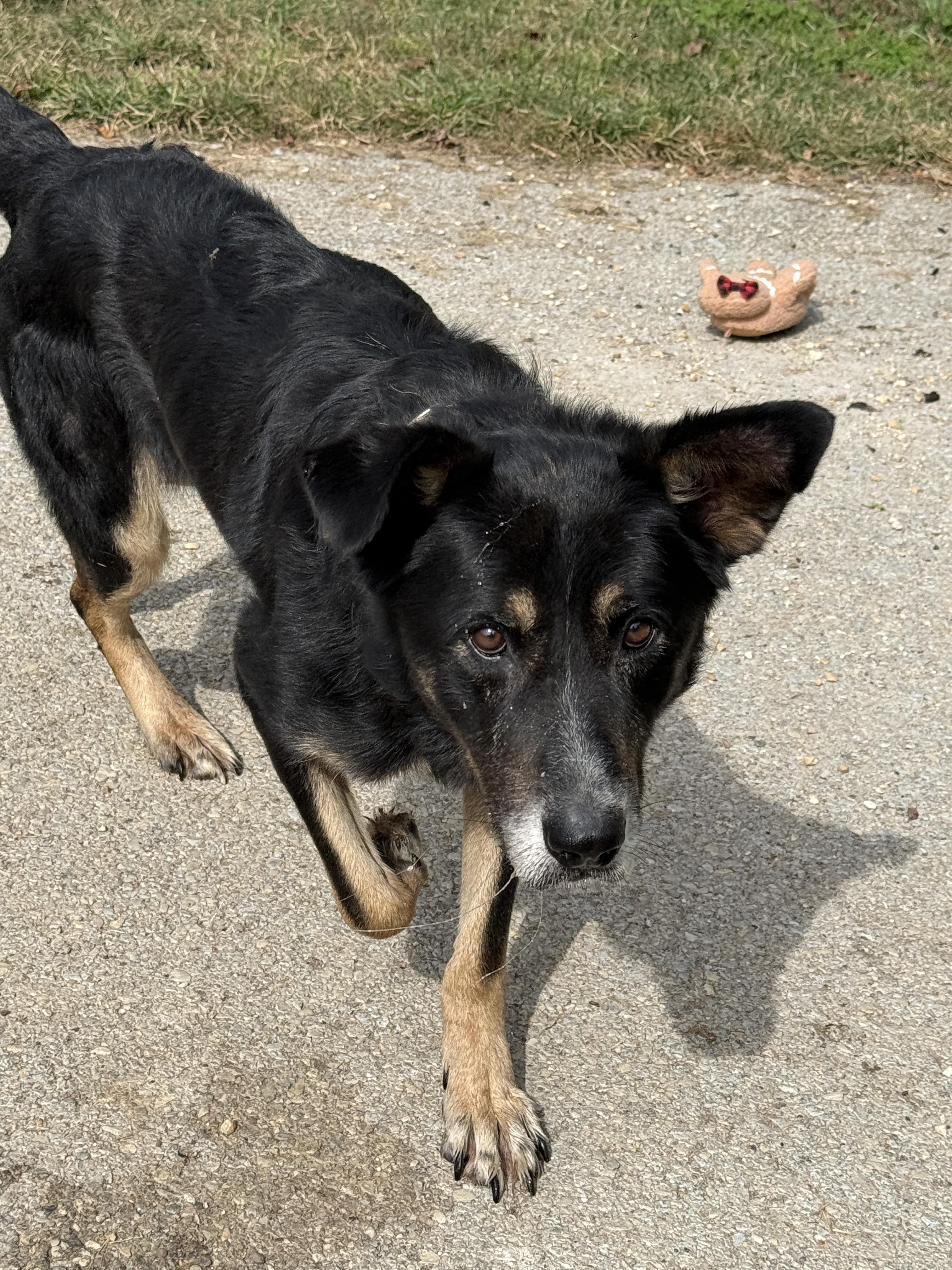 Enlarge Bear, a Adoption Pending mixed breed in Fayetteville, WV image 1/1
