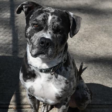 Freckles- $70 Bissell Sponsored Adoption Fee!, a Adoptable mixed breed in Staten Island, NY image 1/6