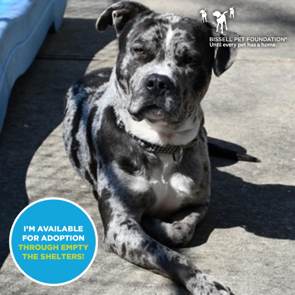 Enlarge Freckles- $70 Adoption Fee!, a Adoptable mixed breed in Staten Island, NY image 2/6