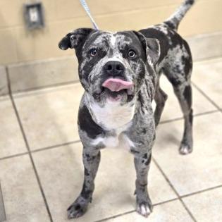 Freckles- $70 Bissell Sponsored Adoption Fee!, a Adoptable mixed breed in Staten Island, NY image 2/6