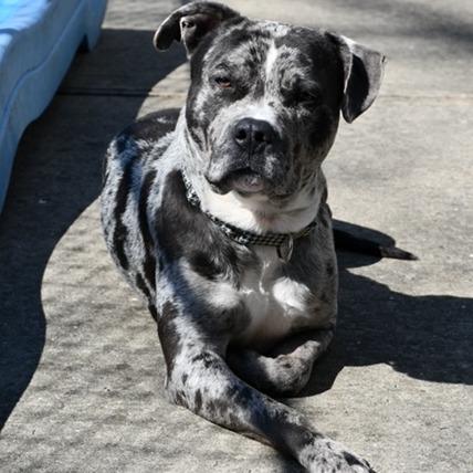 Freckles- $70 Bissell Sponsored Adoption Fee!, a Adoptable mixed breed in Staten Island, NY image 3/6