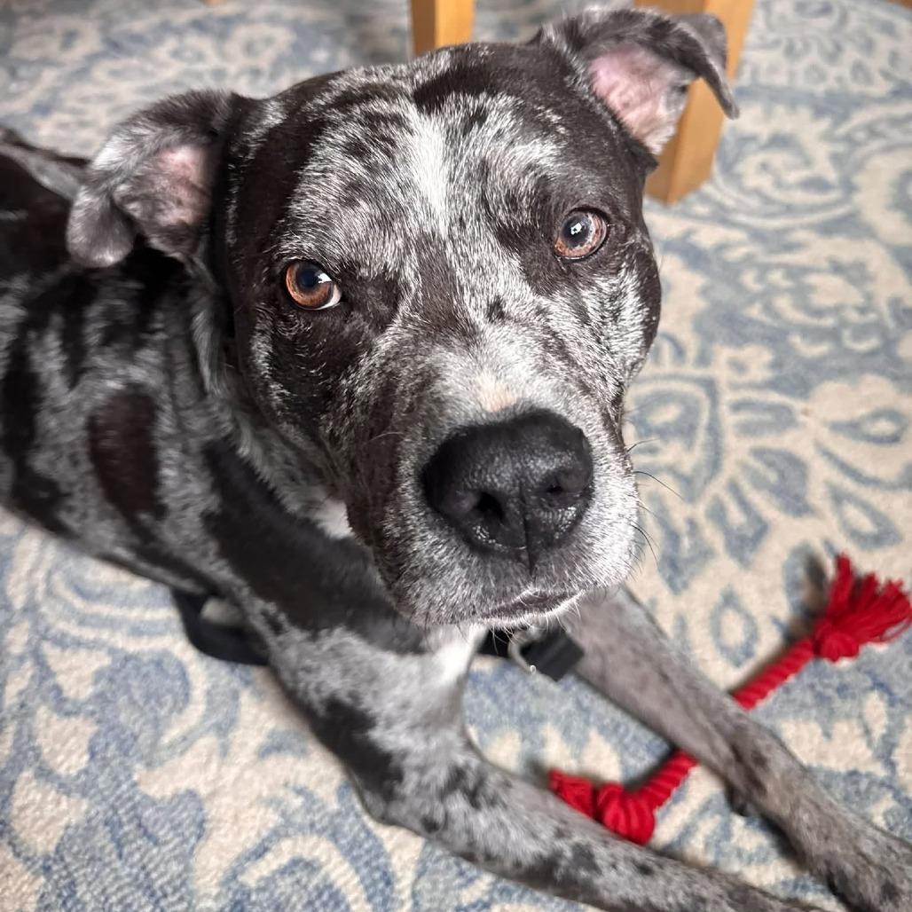 Freckles, a Adoptable mixed breed in Staten Island, NY image 3/6