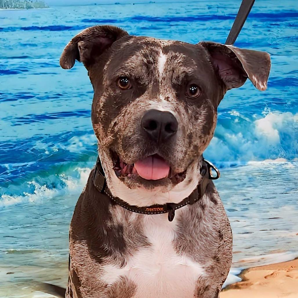 Freckles- $70 Bissell Sponsored Adoption Fee!, a Adoptable mixed breed in Staten Island, NY image 4/6