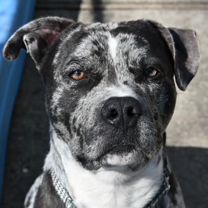 Freckles- $70 Bissell Sponsored Adoption Fee!, a Adoptable mixed breed in Staten Island, NY image 5/6