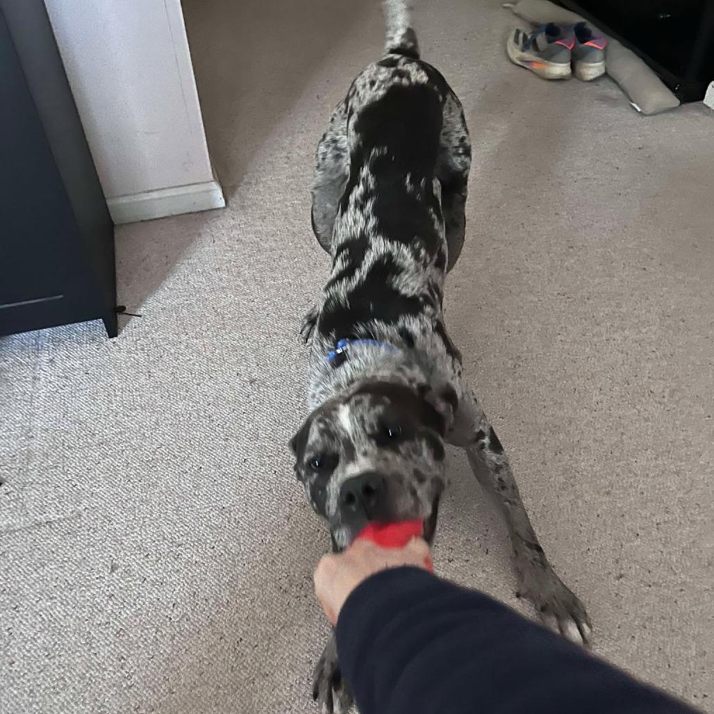 Freckles- $70 Bissell Sponsored Adoption Fee!, a Adoptable mixed breed in Staten Island, NY image 6/6